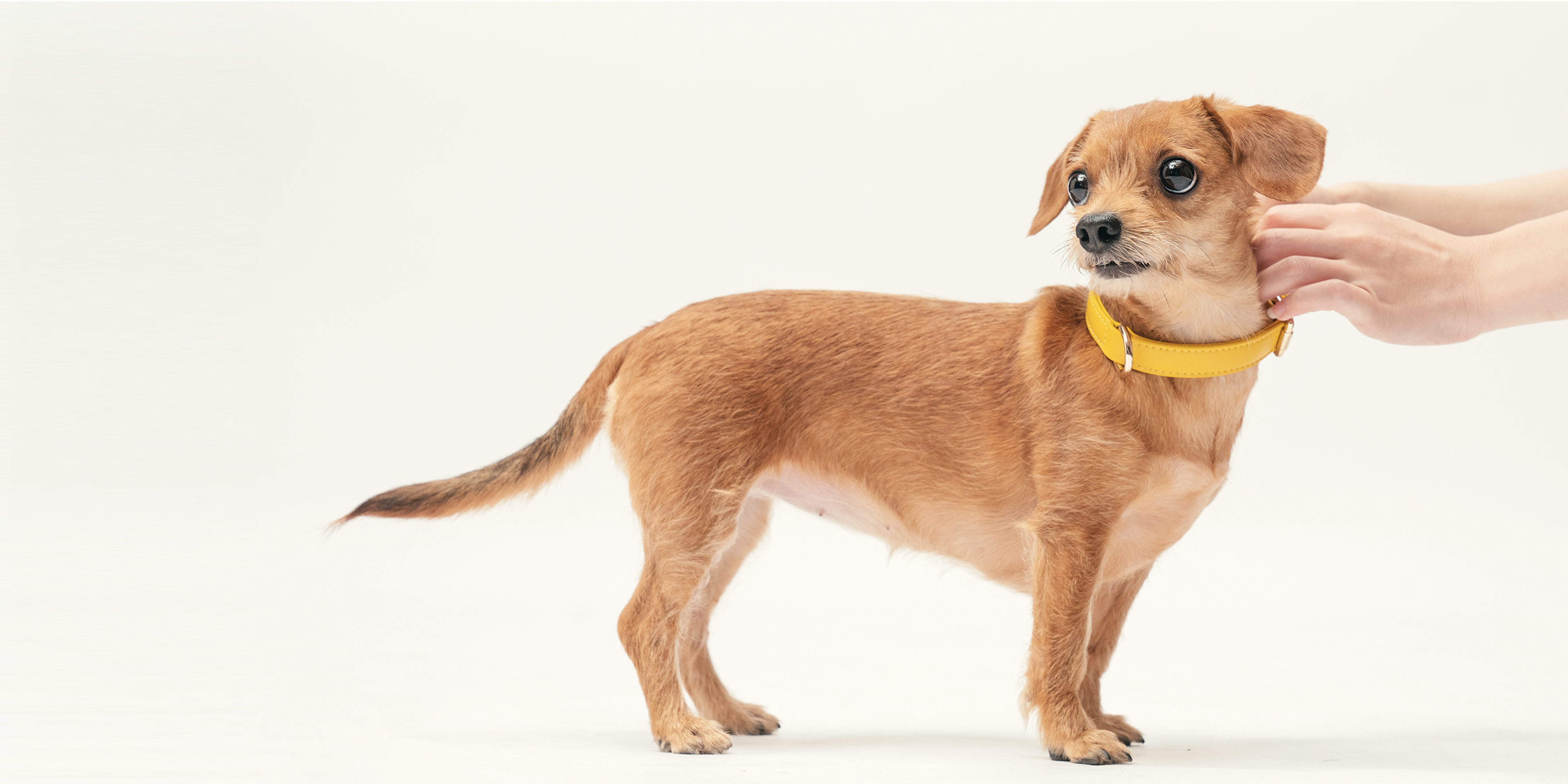 Are Prong Collars Safe? What You Need to Know About Prong Collars