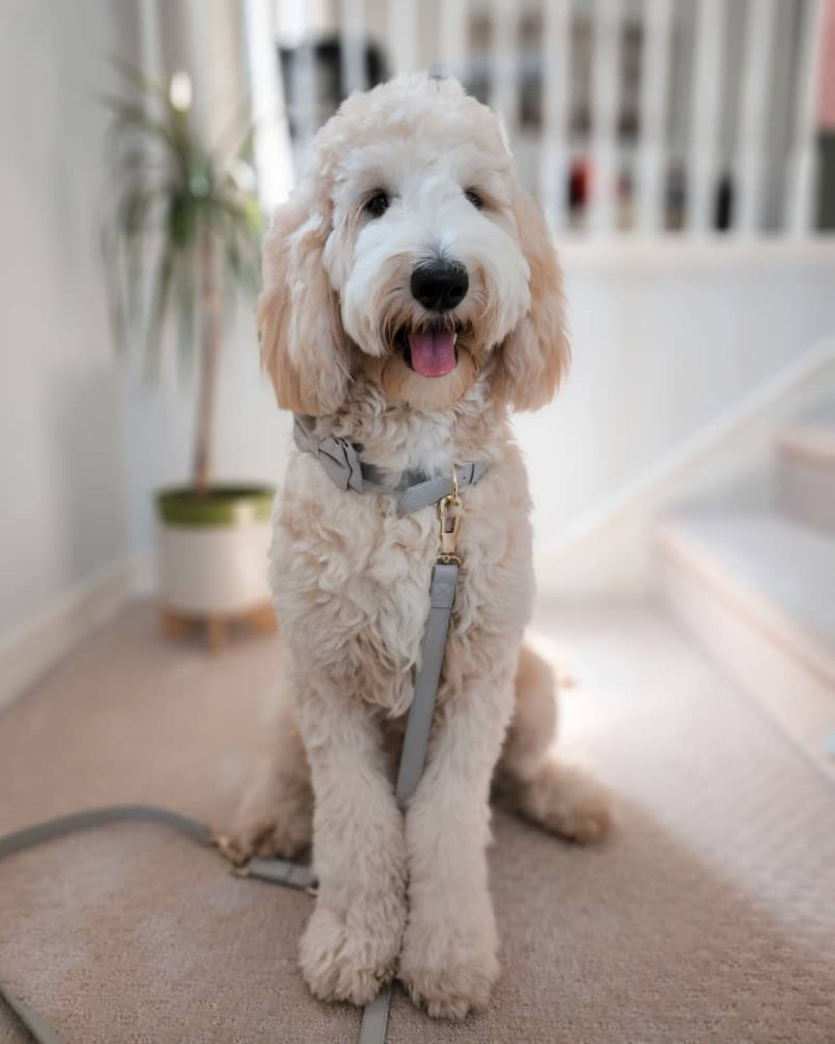 Classic Leash - Pearl Gray