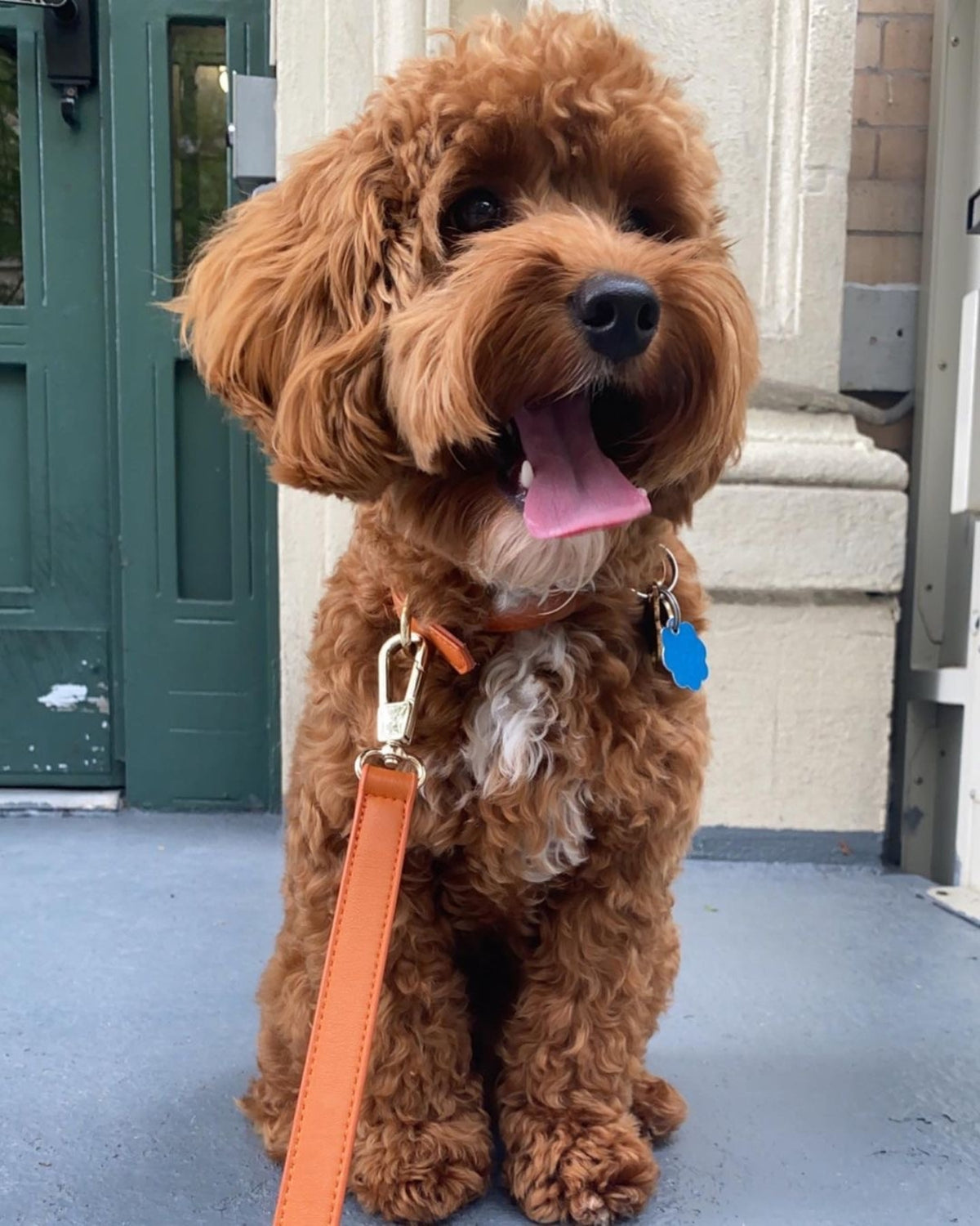 Collar & Leash Set – Tangerine Orange