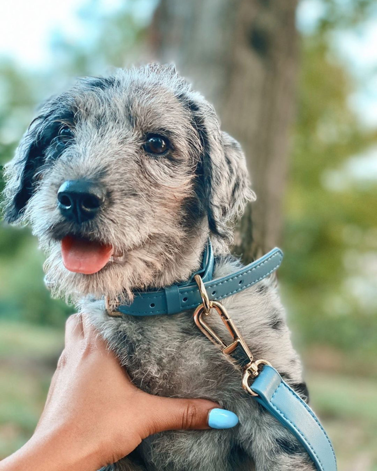 Classic Leash - Stone Blue