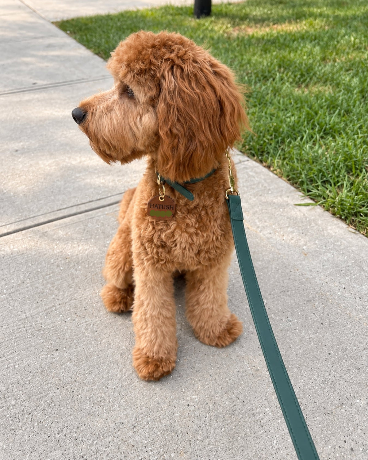 Collar & Leash Set – Forest Green