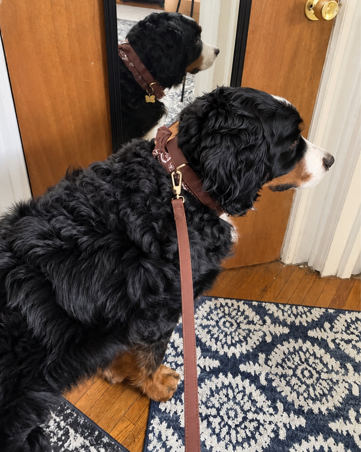 Classic Leash - Chocolate Brown