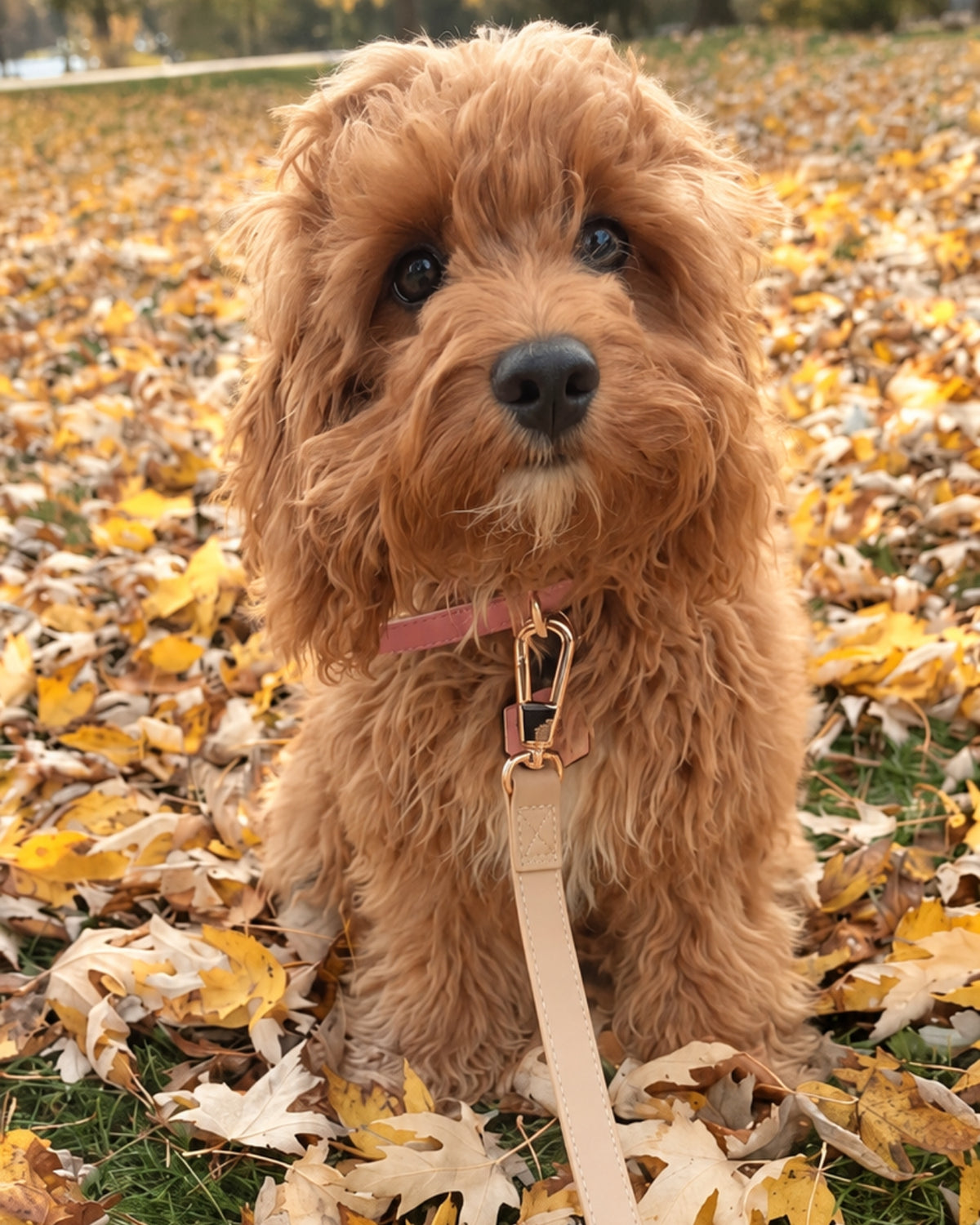 Classic Leash - Cream Beige