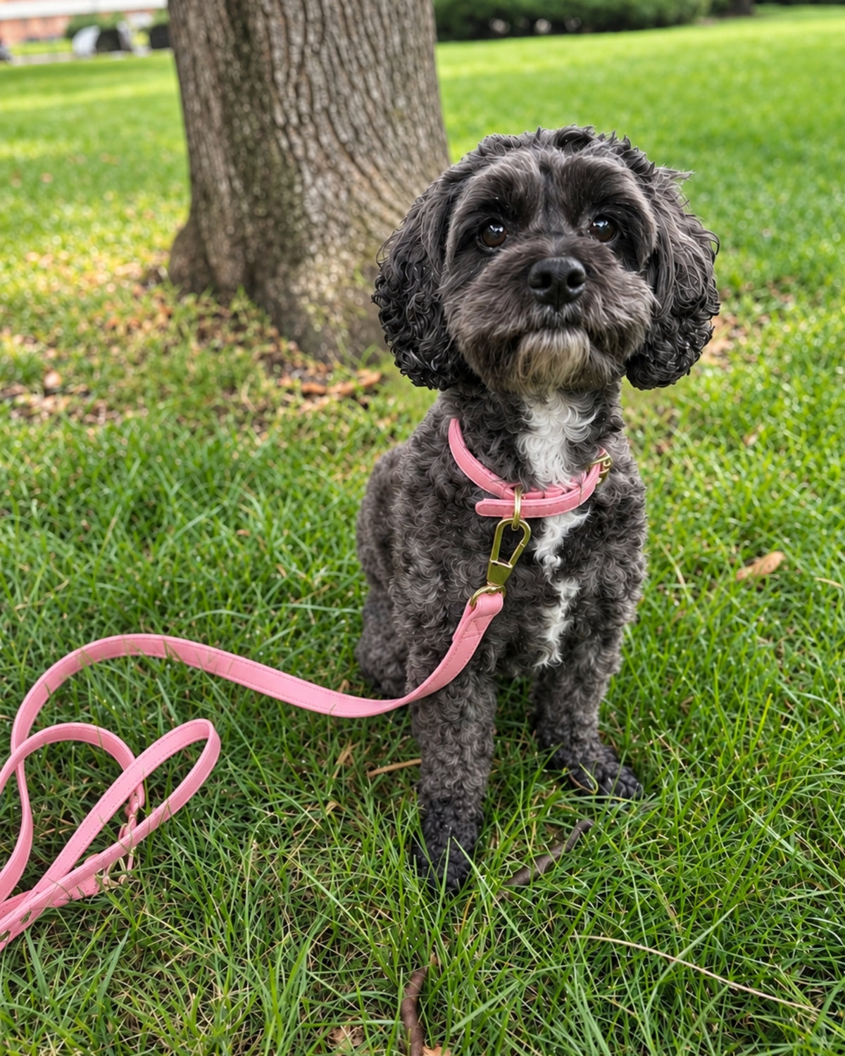 Collar & Leash Set – Baby Pink