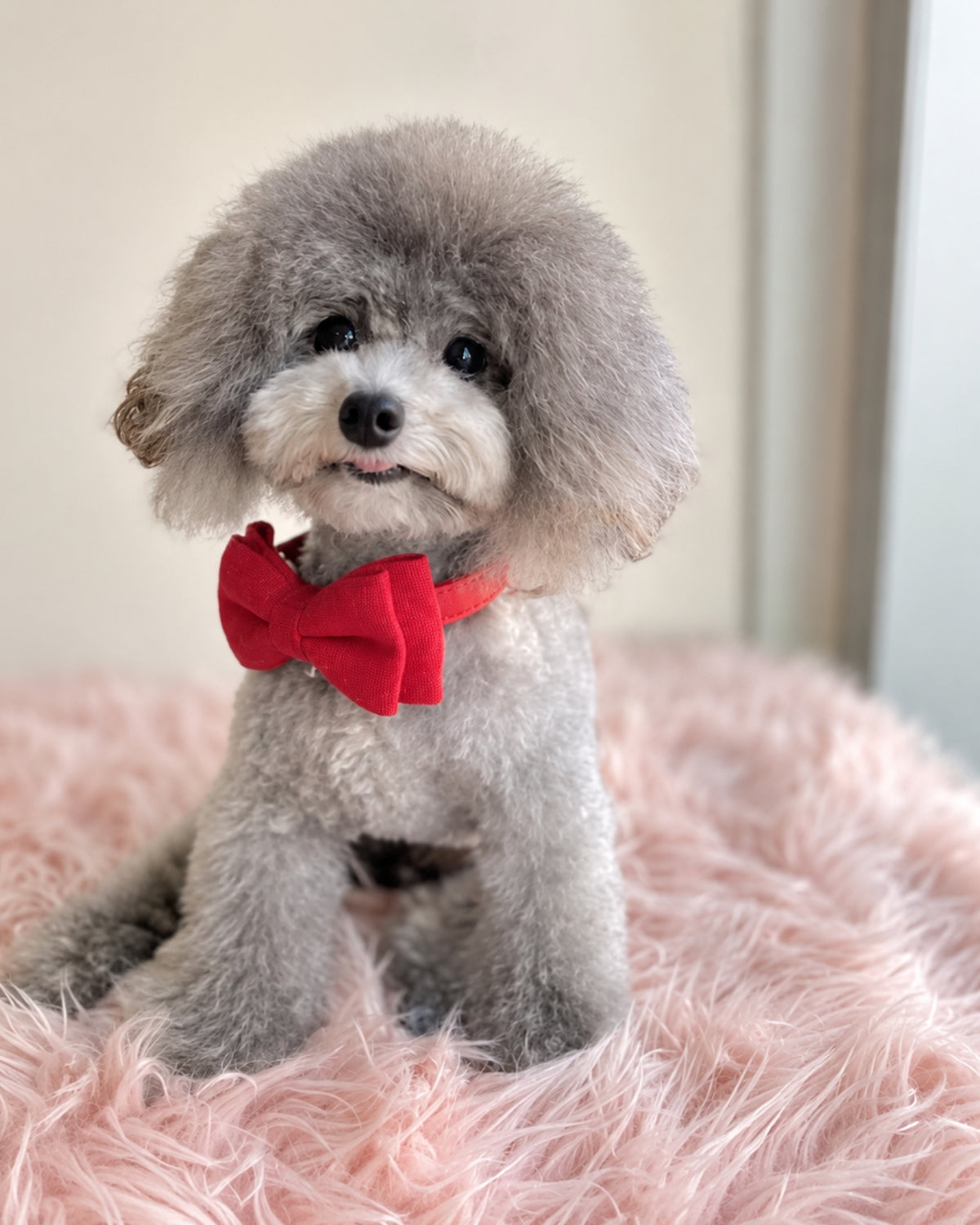 Collar & Leash Set – Flame Red