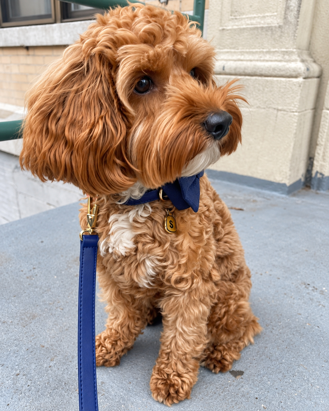 Collar & Leash Set – Midnight Blue