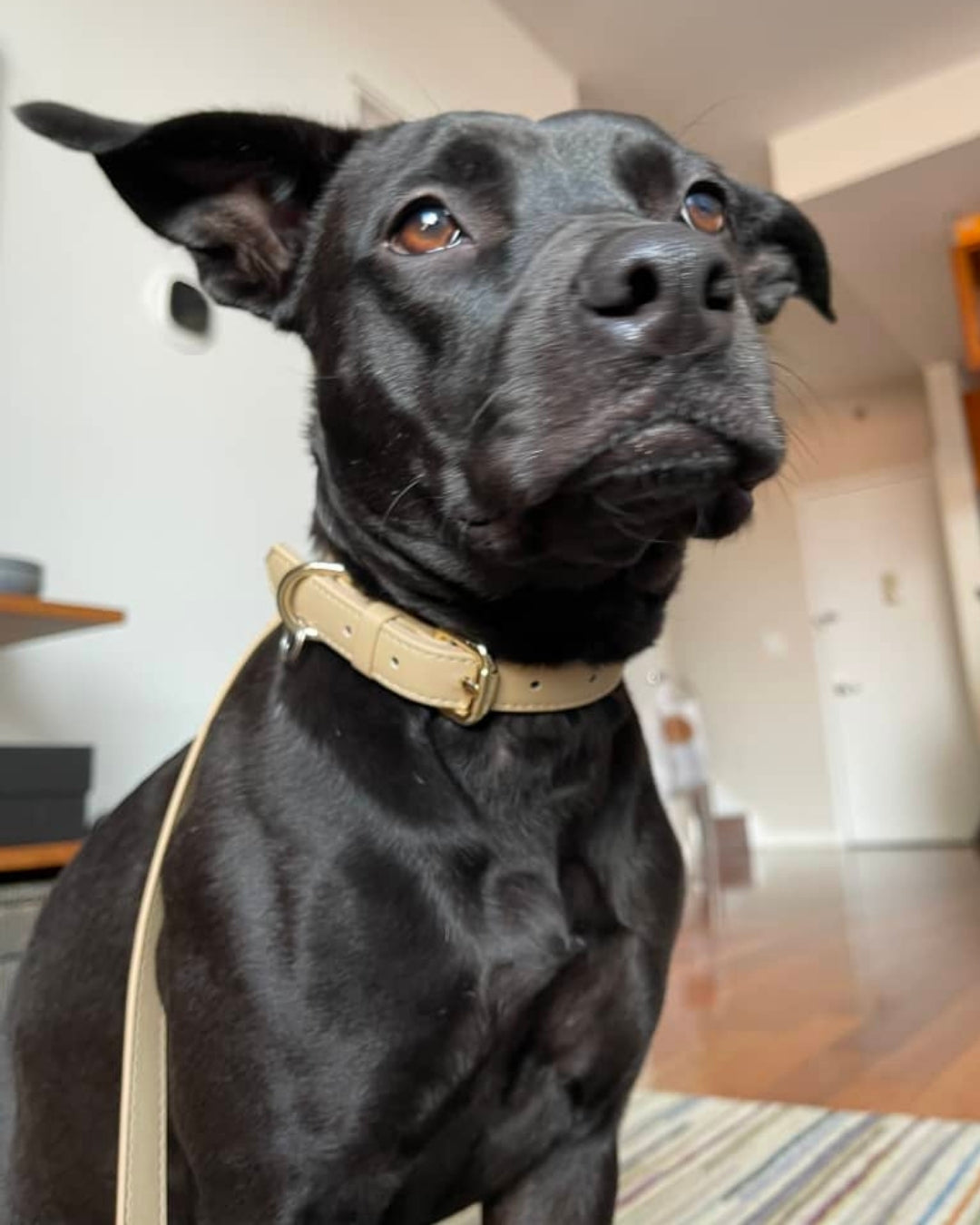Customer photo of the Cream Beige Classic Leash in use