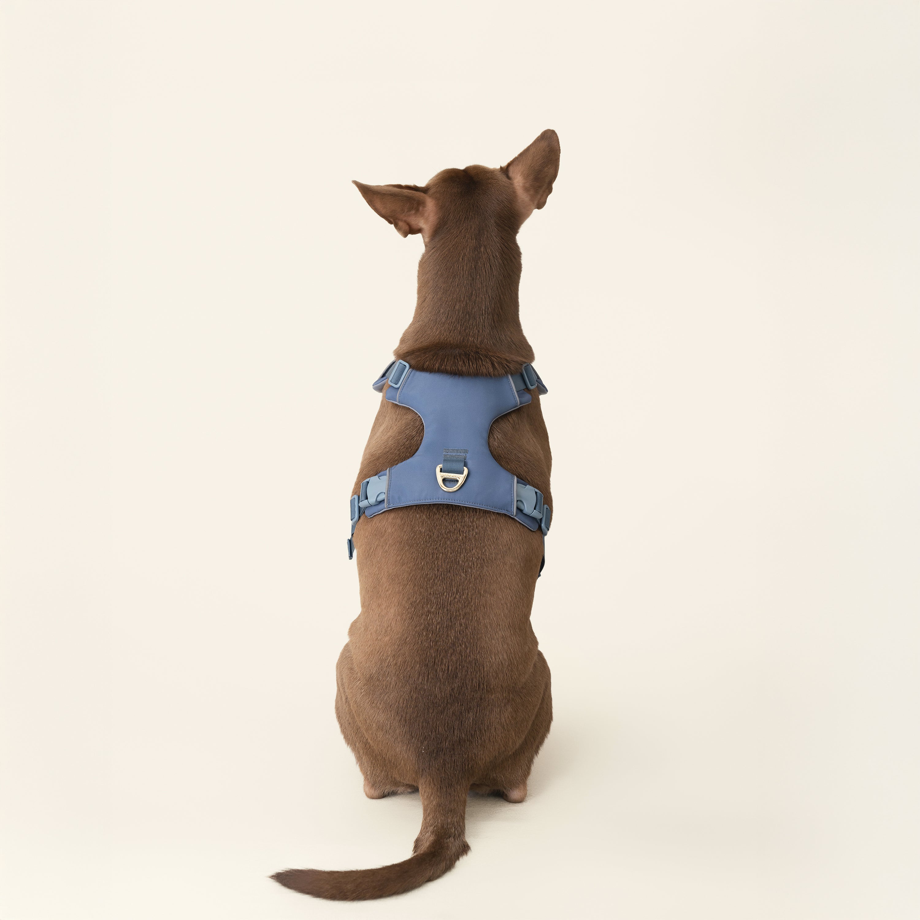 Harness - Stone Blue