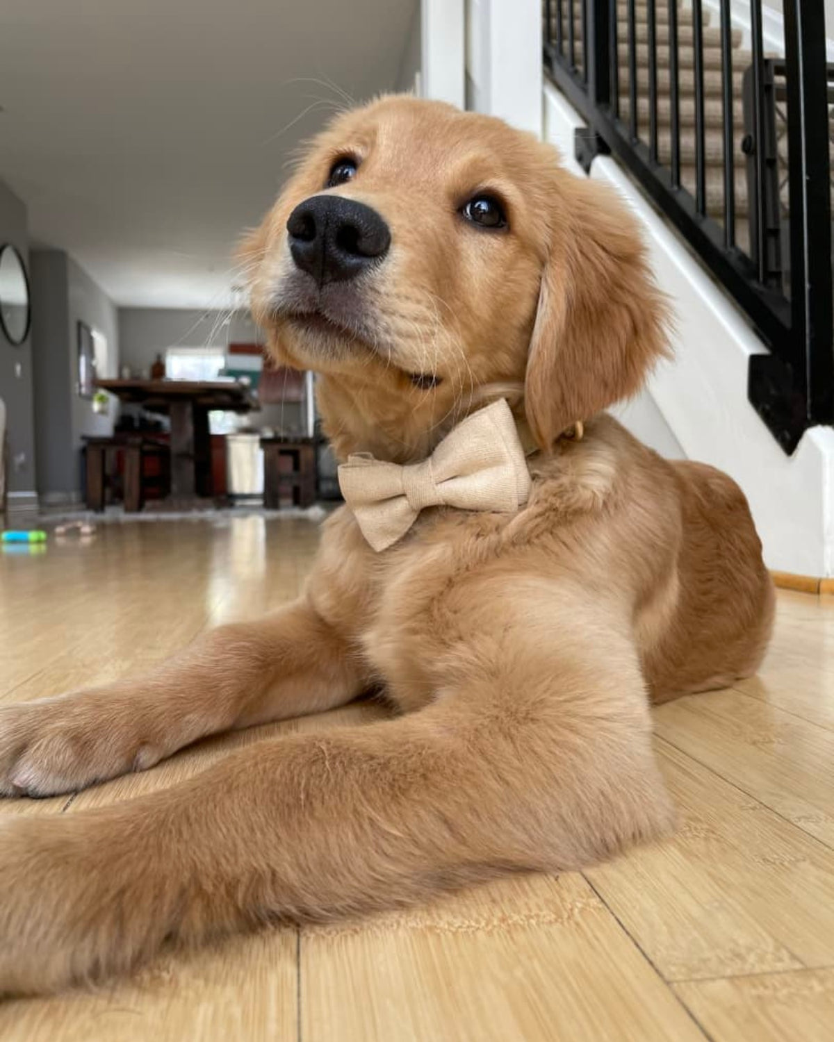 Customer photo of a dog wearing the Cream Beige bow tie