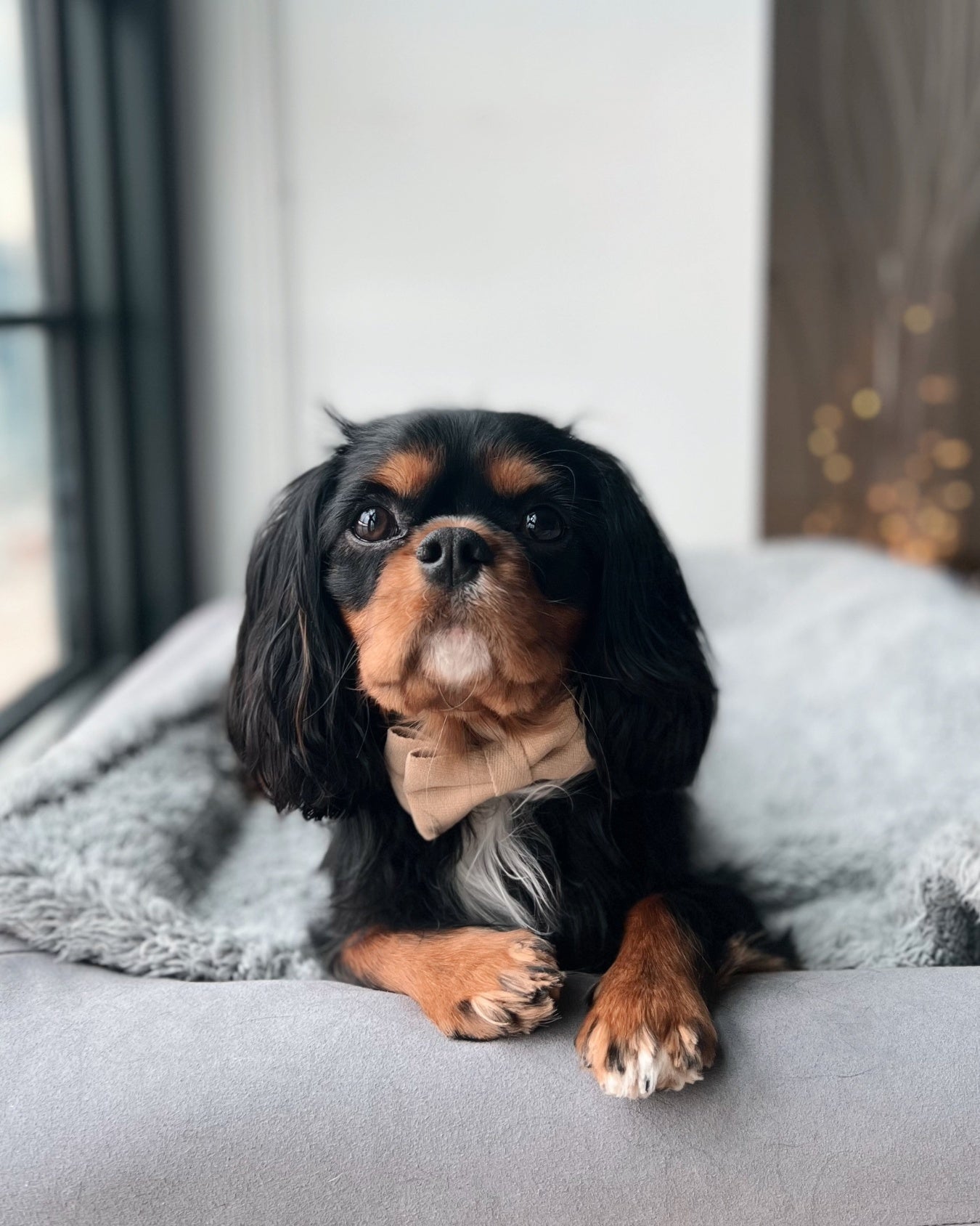 Cavalier King Charles Spaniel wearing a cream beige bow tie, lying on a cushion