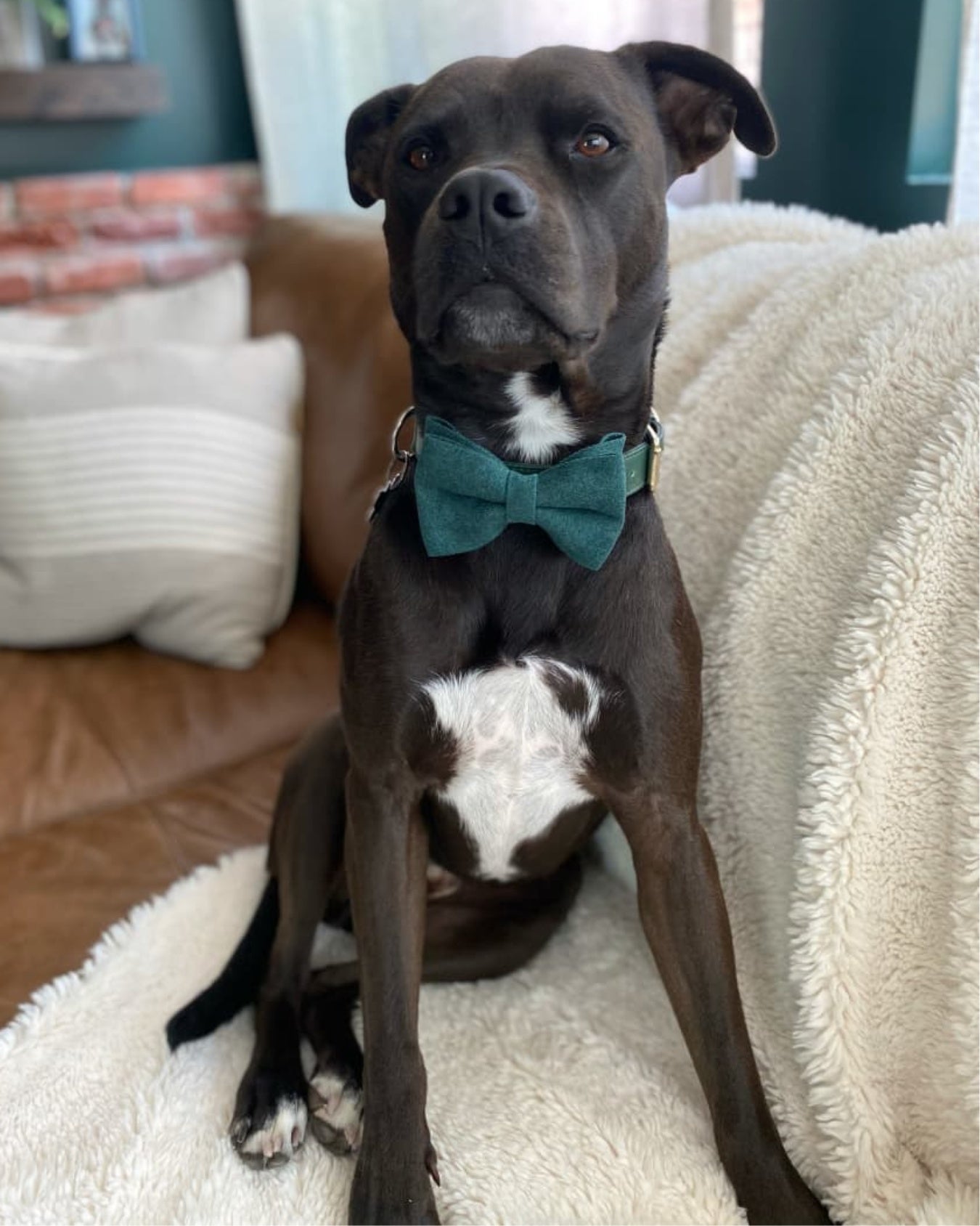 Black and white dog in a forest green bow tie on a couch