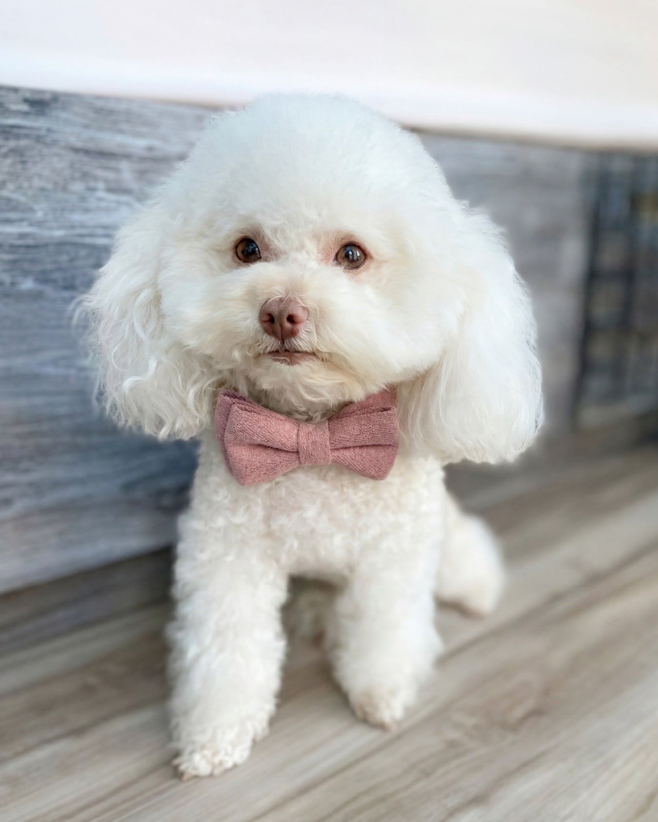 White bichon in a pink bow tie on a wood floor
