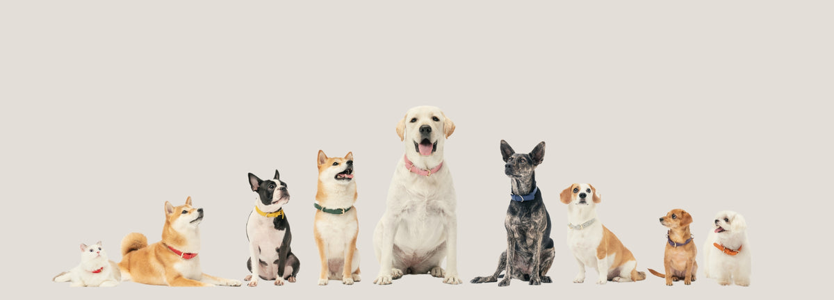 Eight dogs of different breeds wearing BOBO & NANA collars in matching colors