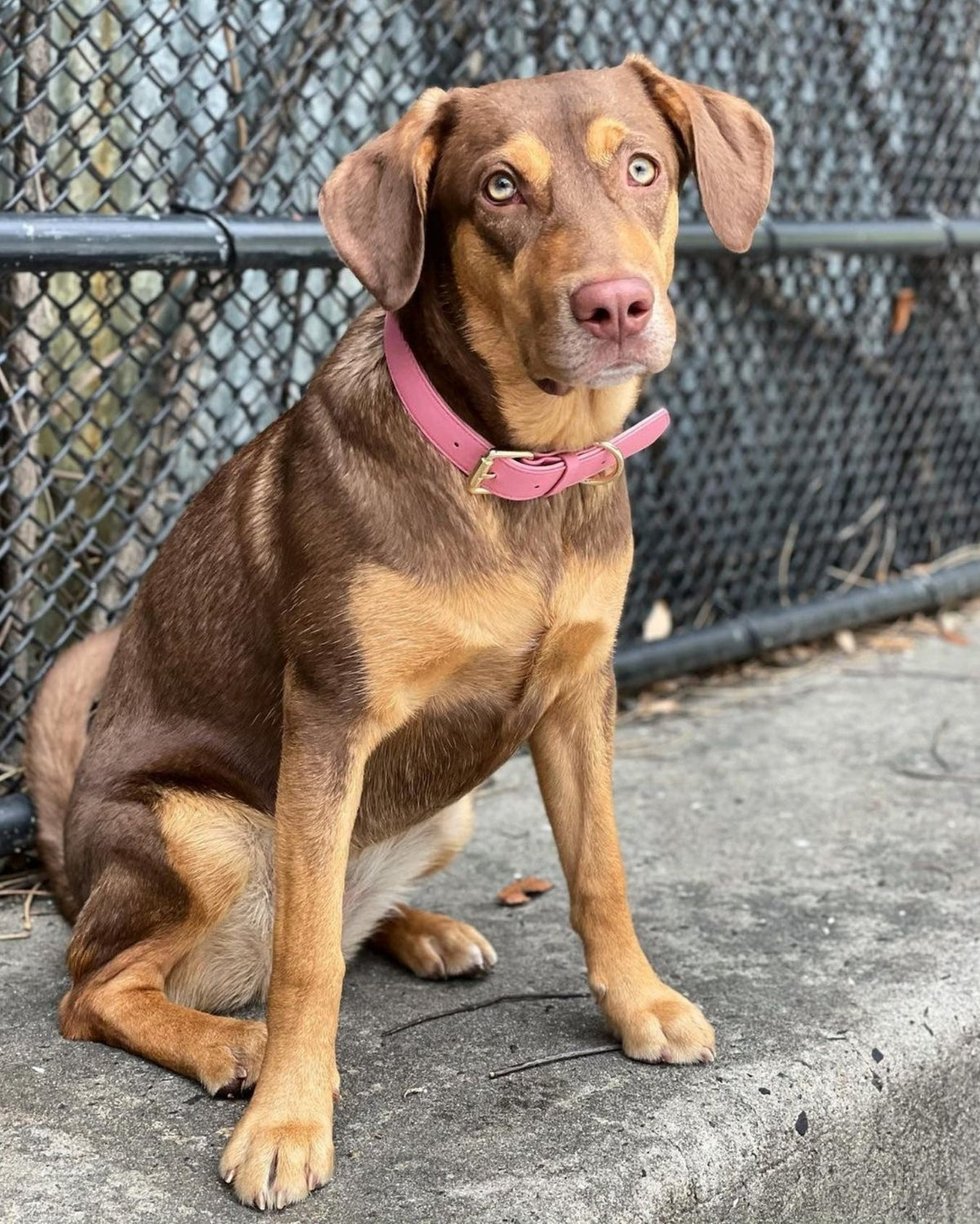 Brown and beige dog wearing a pink collar sitting on a concrete surface with a chain-link fence in the background.