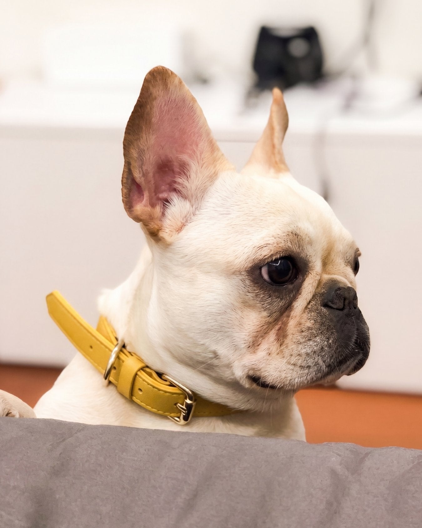 White dog with a Bumblebee Yellow collar sitting on a gray surface.