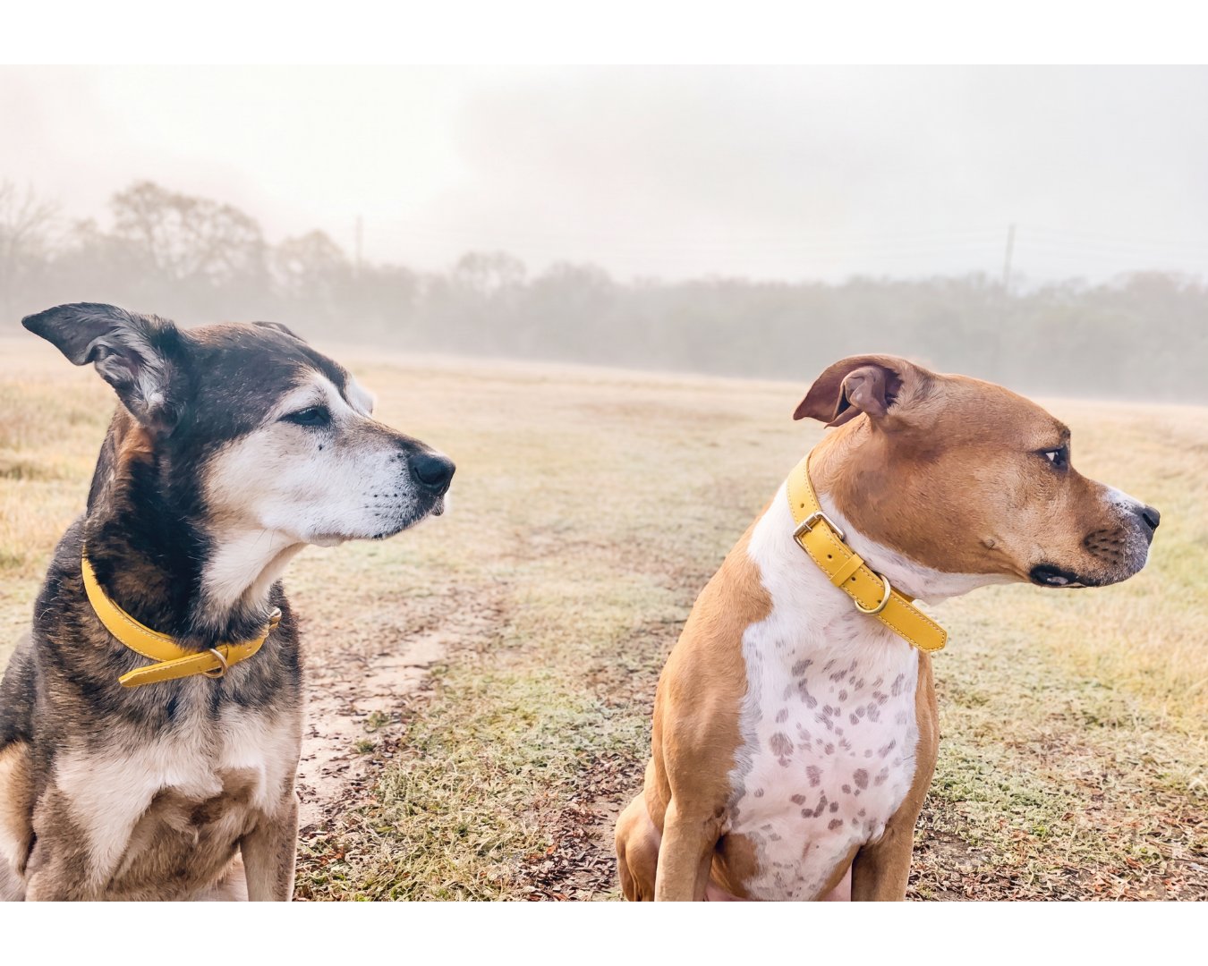 Two dogs wearing bumblebee yellow collars standing on a grassy field with a misty background.