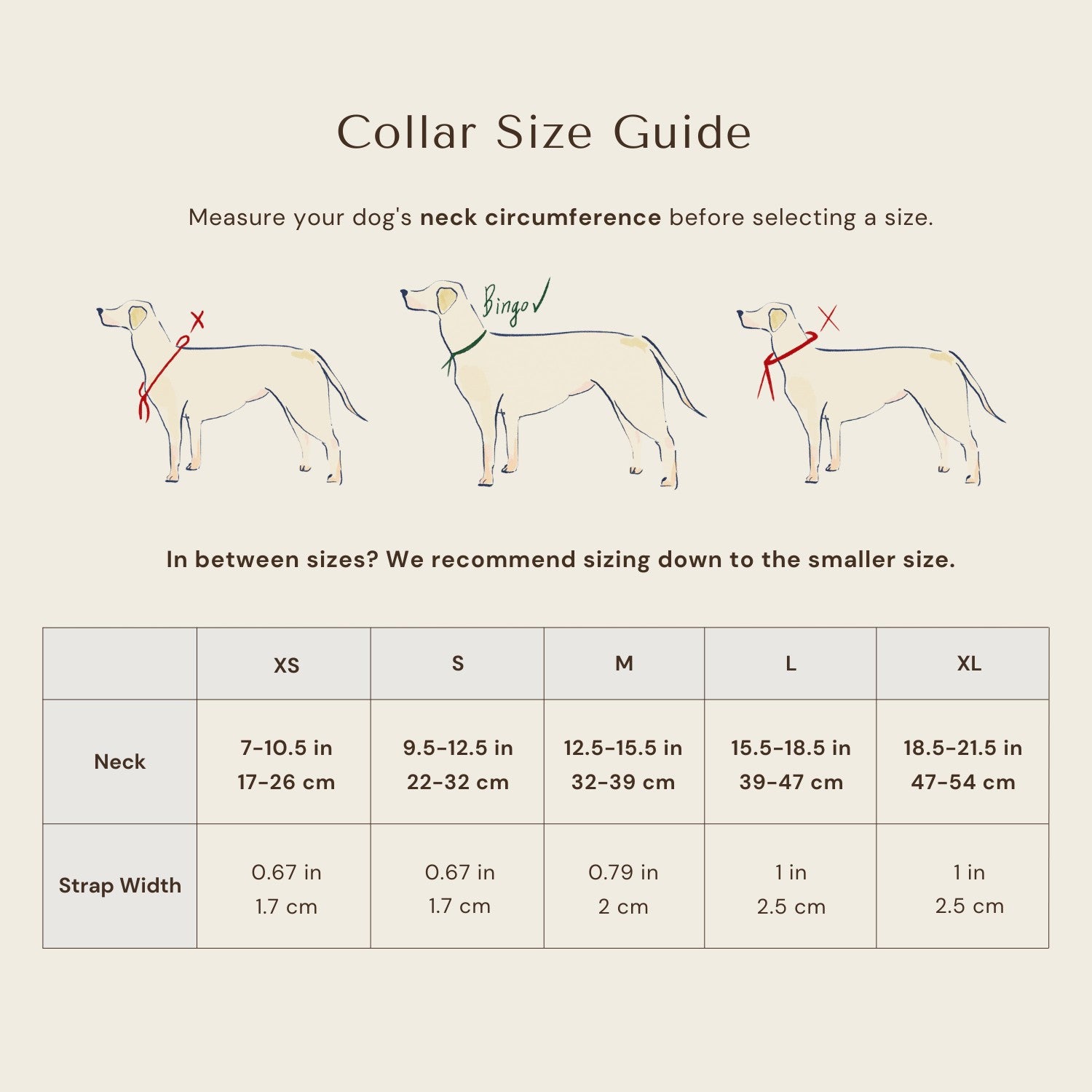Dog collar size guide with measurements for neck circumference and strap width on a beige background.