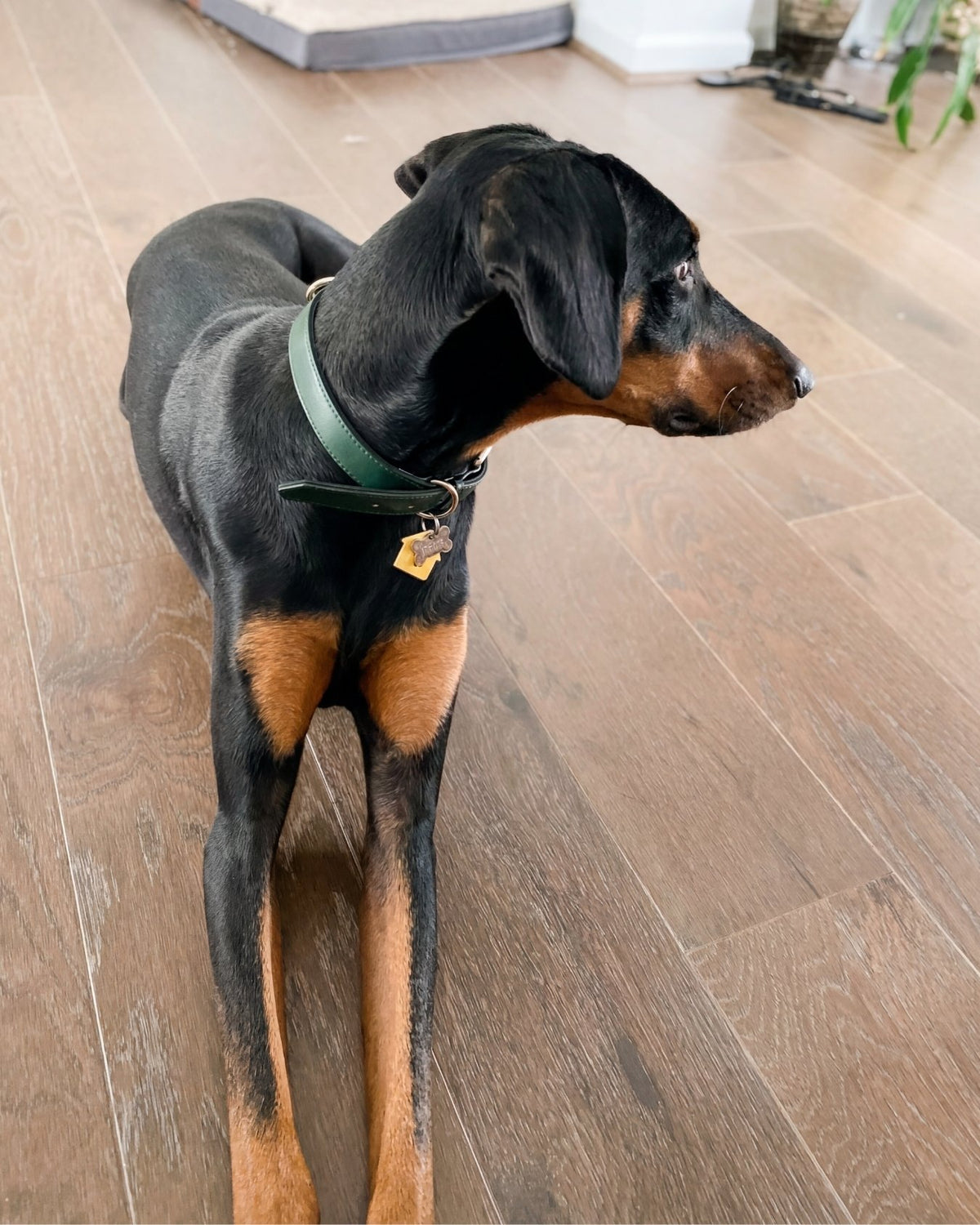Dog standing on a wooden floor wearing a green collar with a tag.