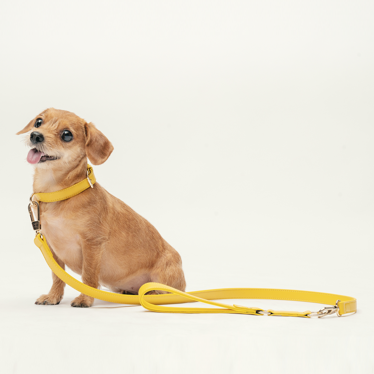 Dog wearing the Bumblebee Yellow collar with the matching Classic Leash