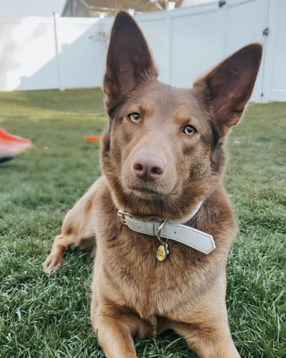Brown dog wearing a Pearl Gray collar sitting on grass with a white fence in the background