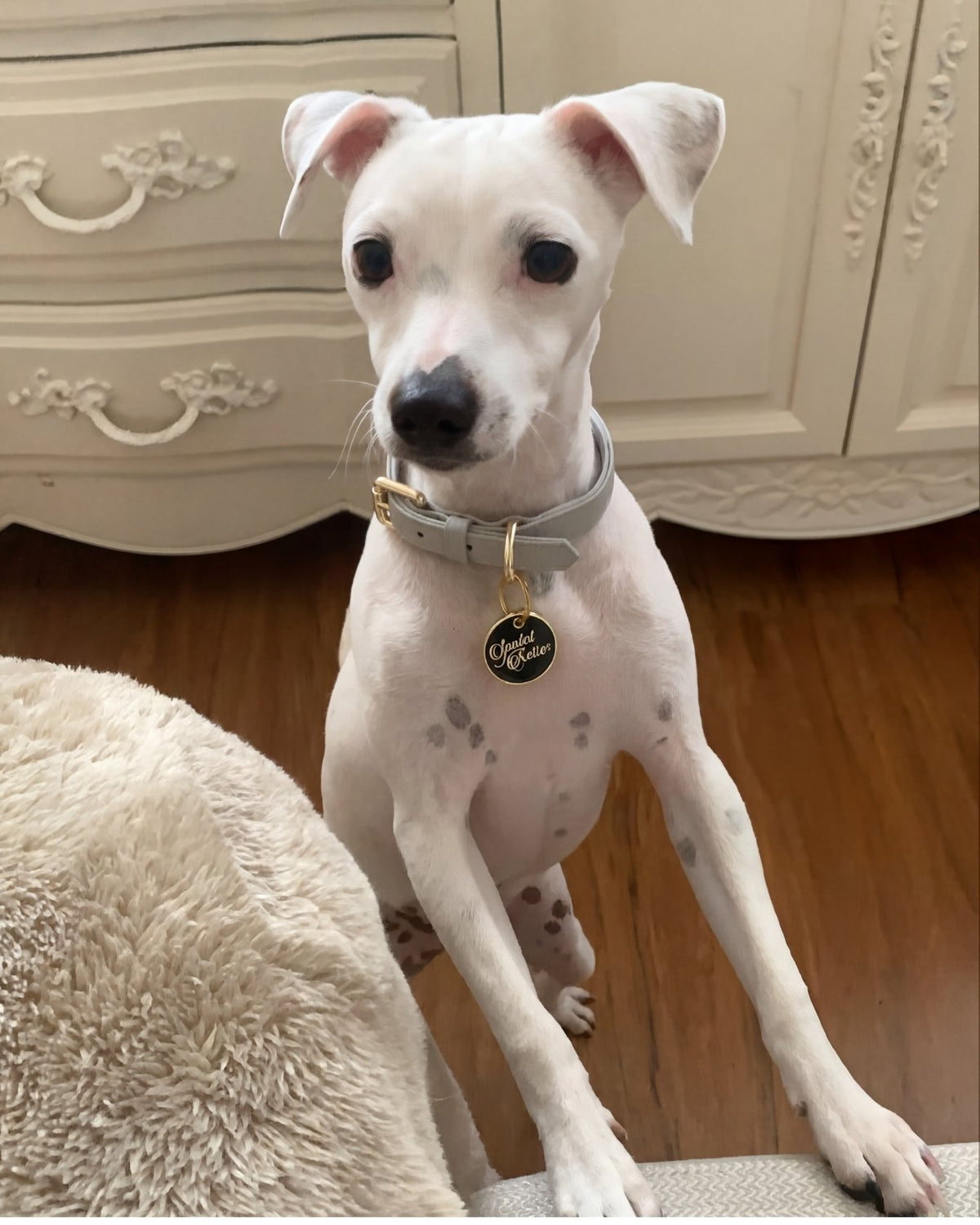 White dog wearing a Pearl Gray collar with black spots wearing a collar and tag, sitting on a wooden floor.