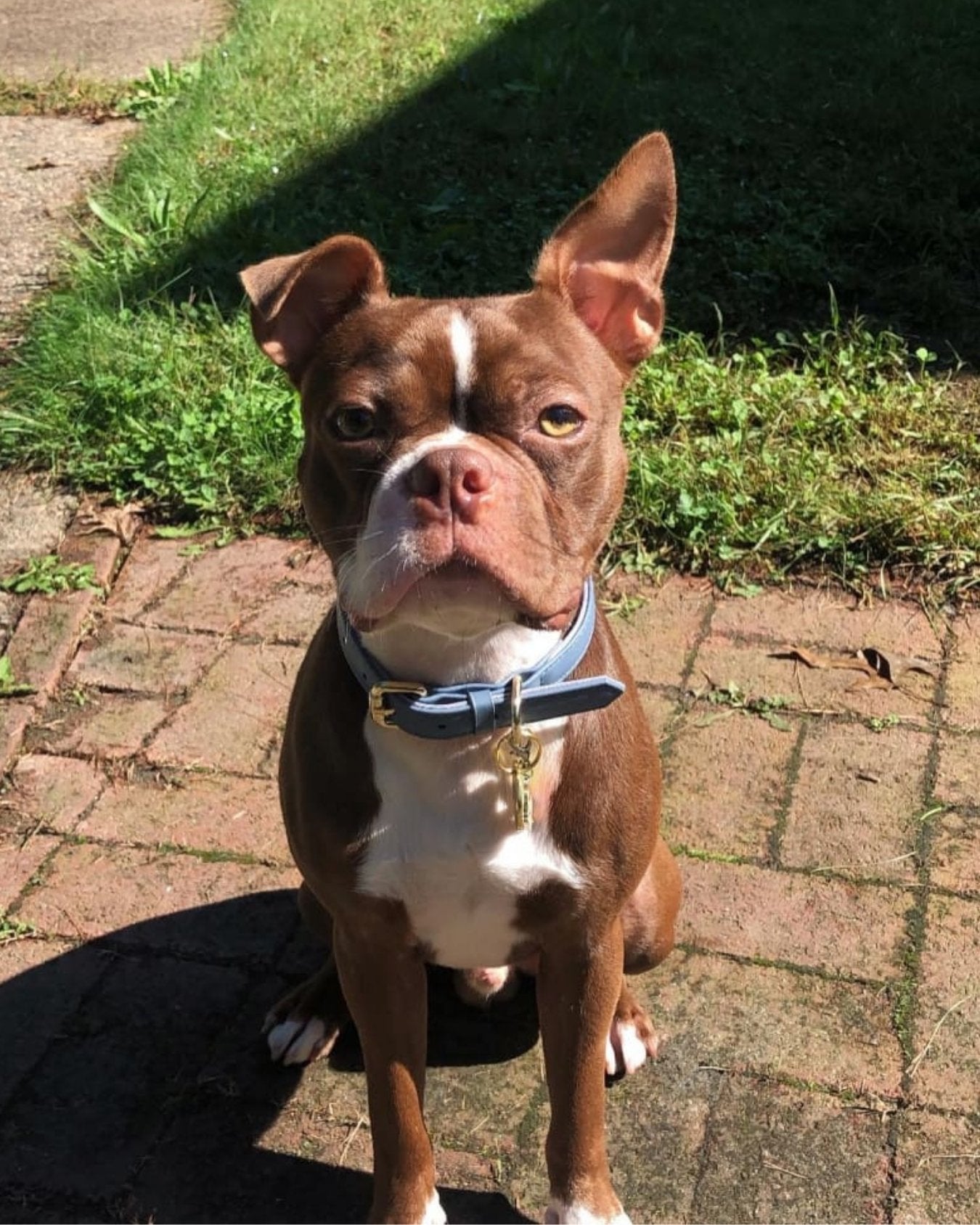 Brown and white dog wearing Stone Blue collar sitting on a brick path with grass in the background