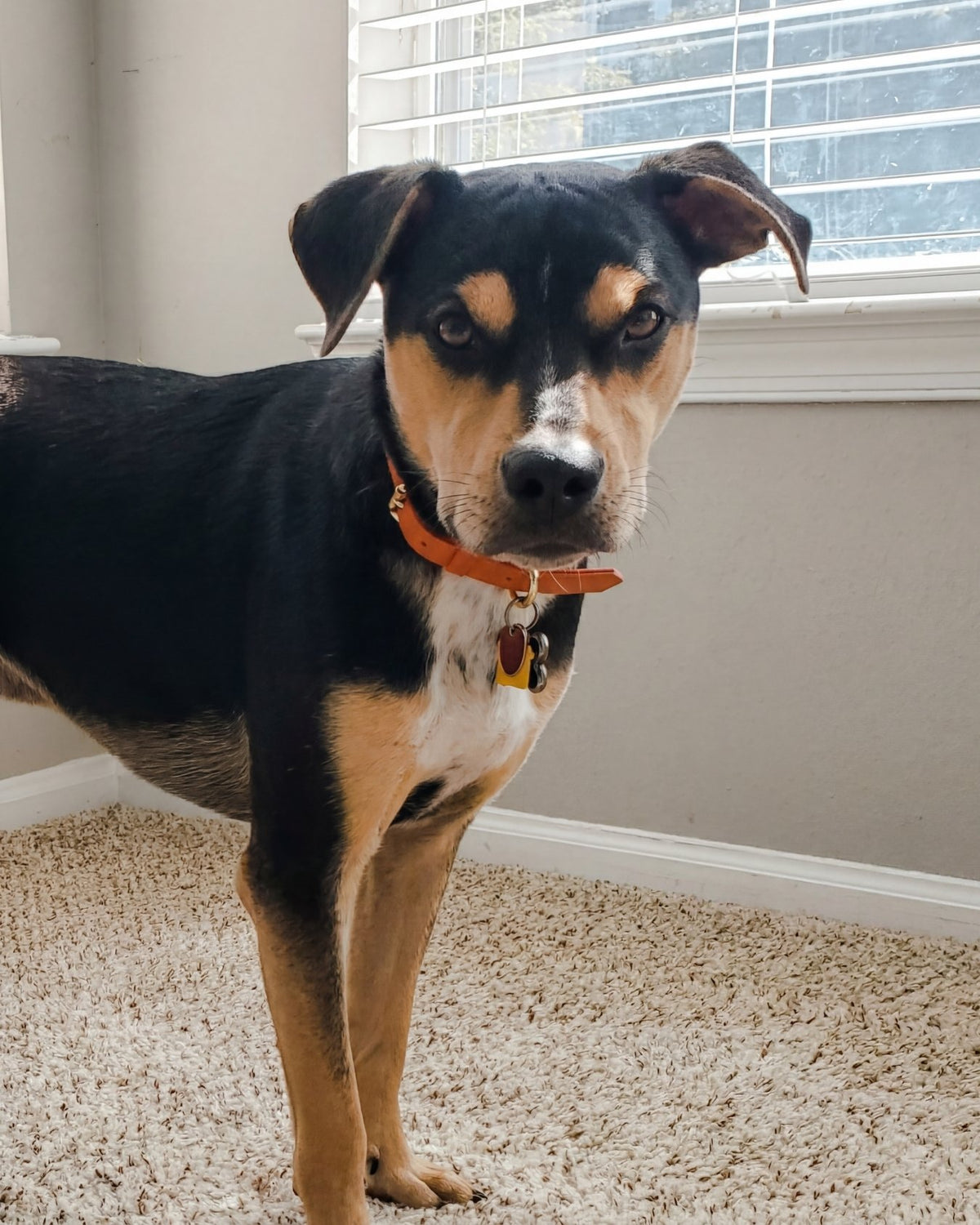 Dog wearing a Tangerine Orange collar standing on a carpeted floor with a neutral-colored wall and window blinds in the background