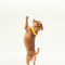 Collar - Bumblebee Yellow - BOBO & NANA