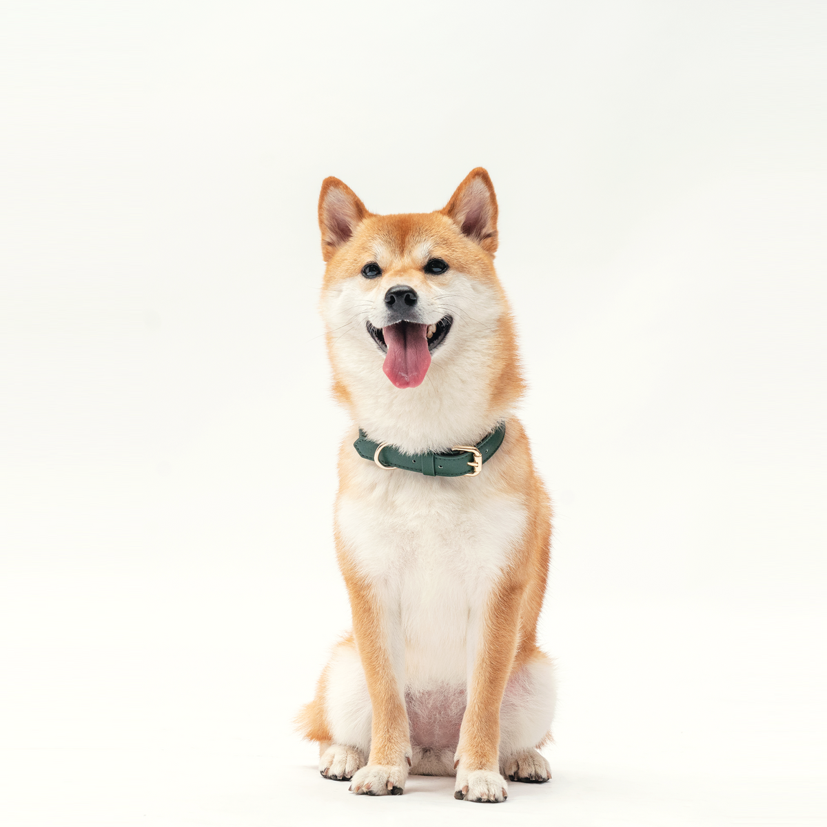 Cream Shiba dog wearing Forest Green collar