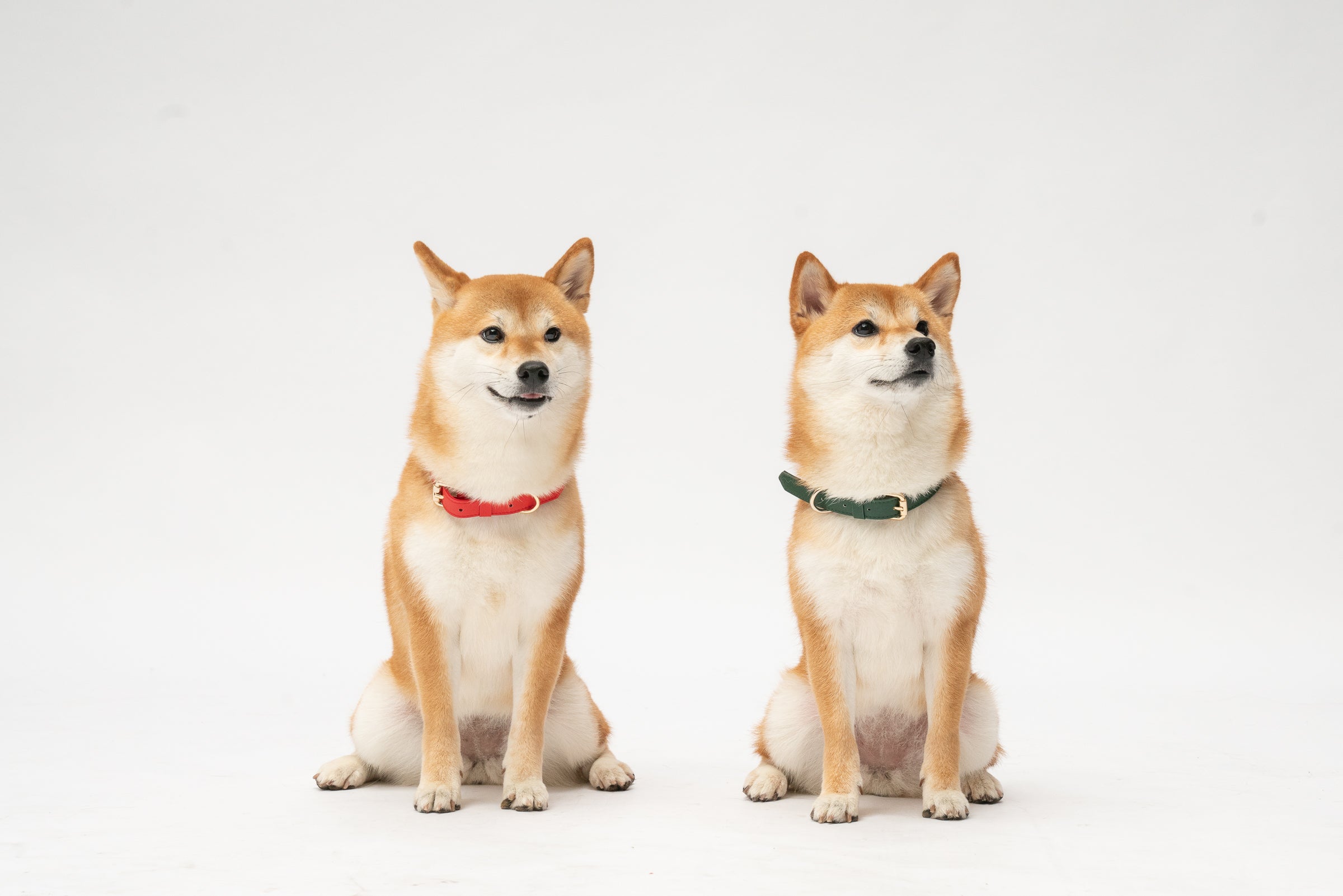 Why Your Dog's Collar Matters and How to Choose the Right One