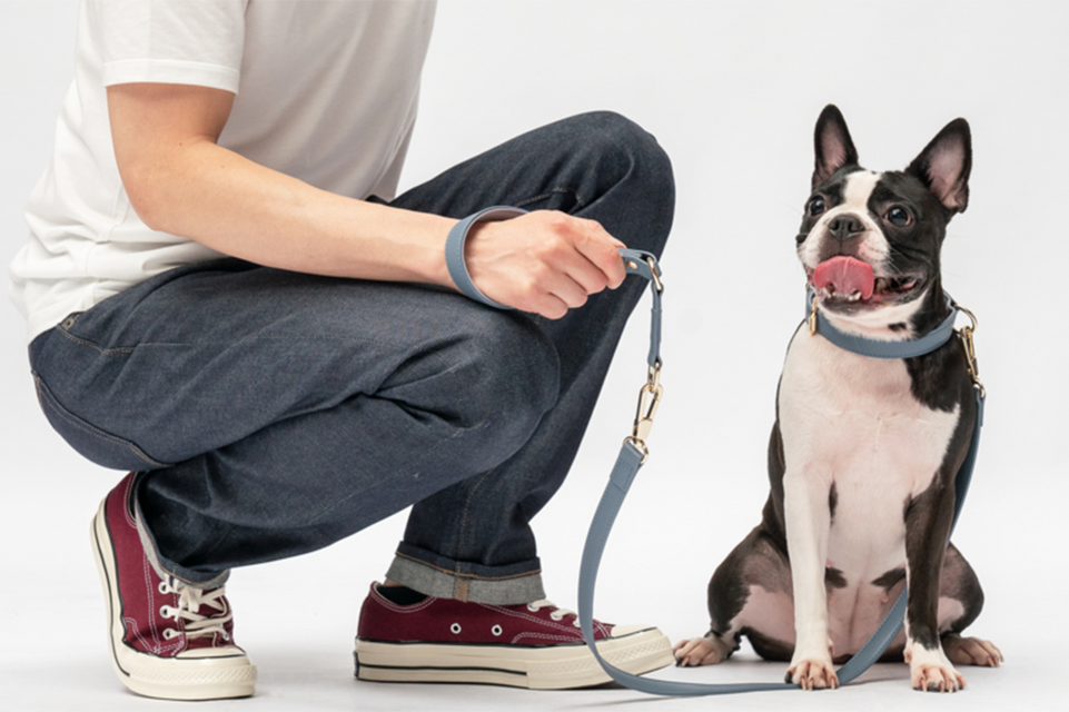 Dog Leash Training: Do it in 5 Easy Steps