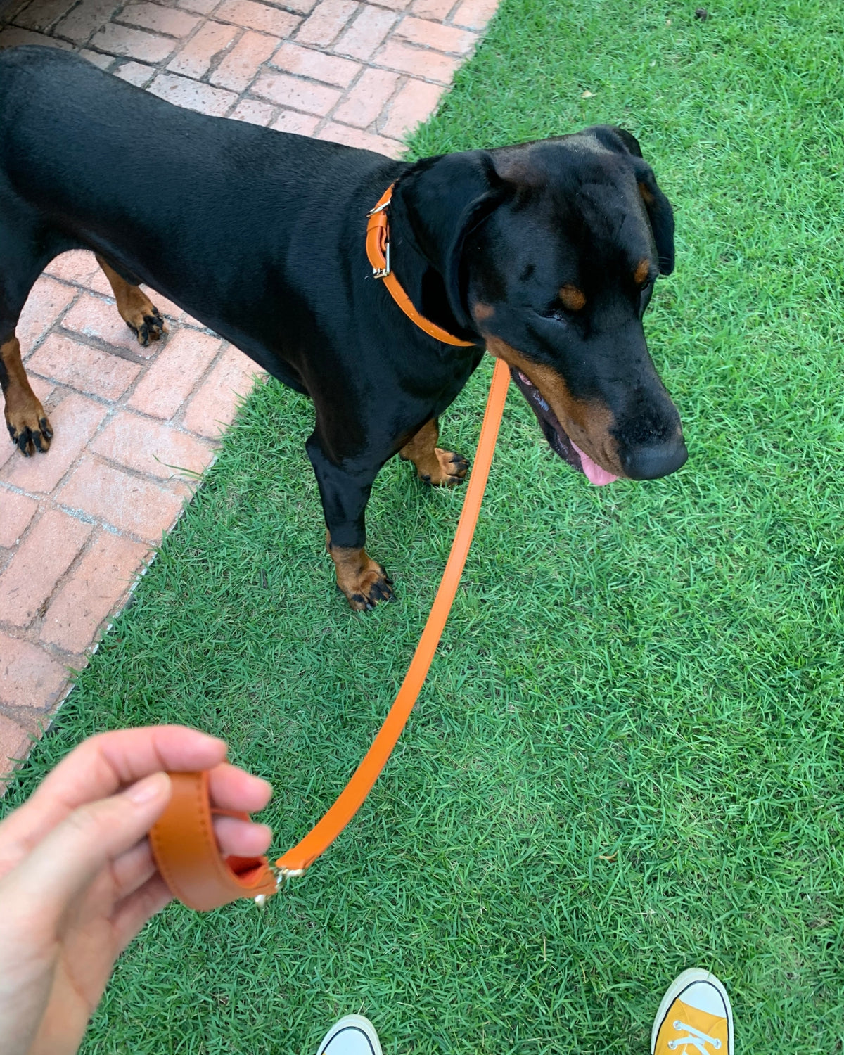 Classic Leash - Tangerine Orange