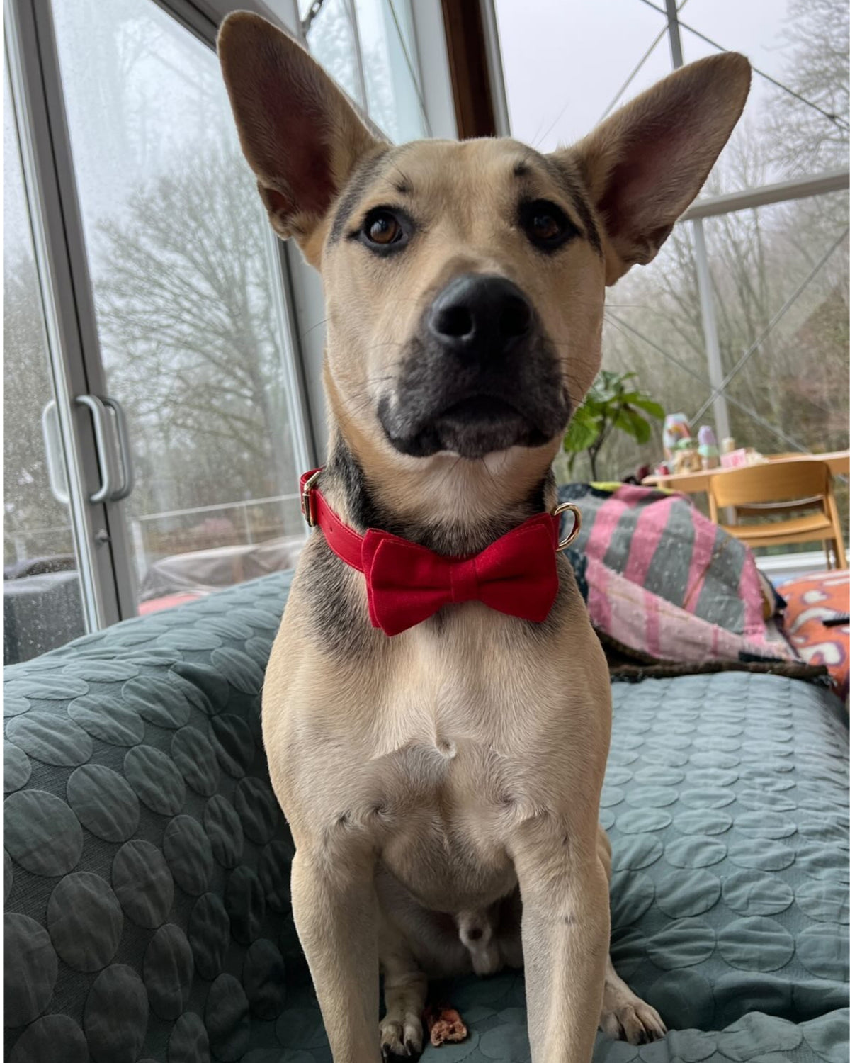 Collar & Leash Set – Flame Red