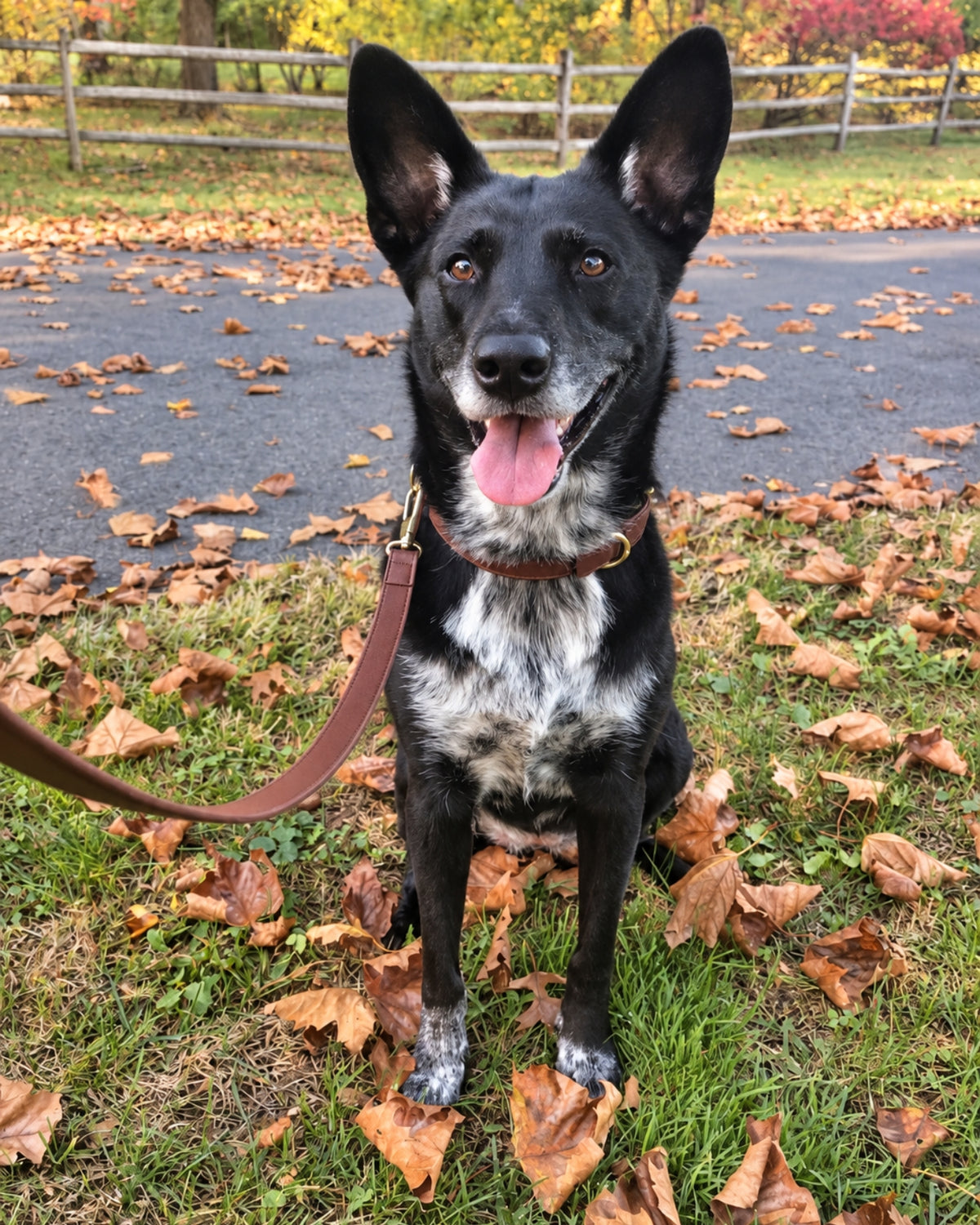 Collar & Leash Set – Chocolate Brown