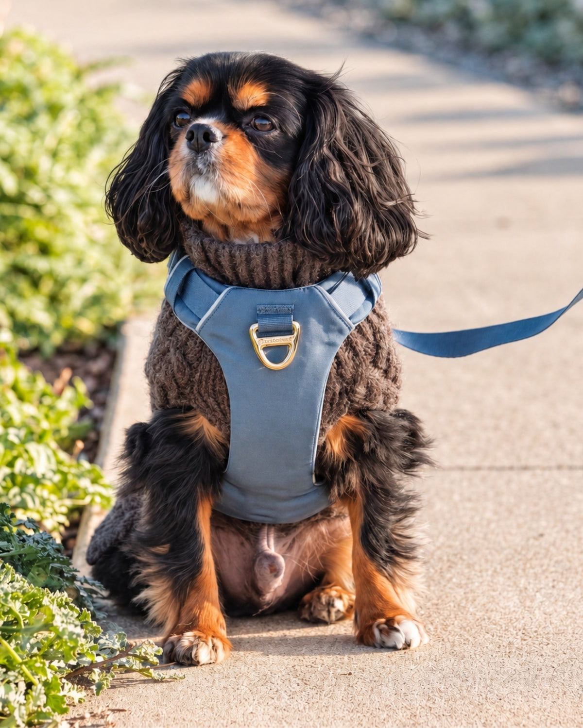 Harness - Stone Blue