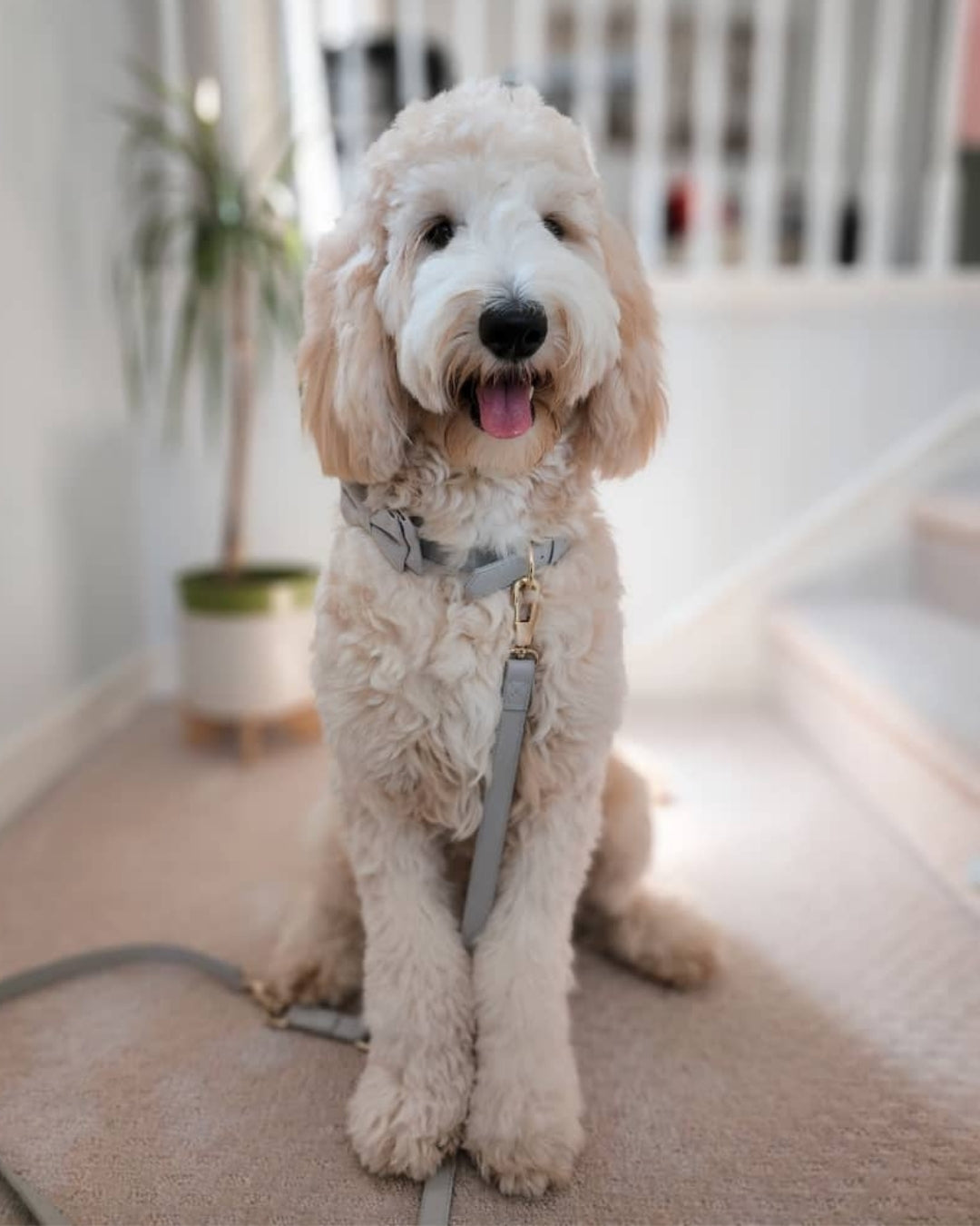 Pearl Gray dog collar and leash set by BOBO & NANA