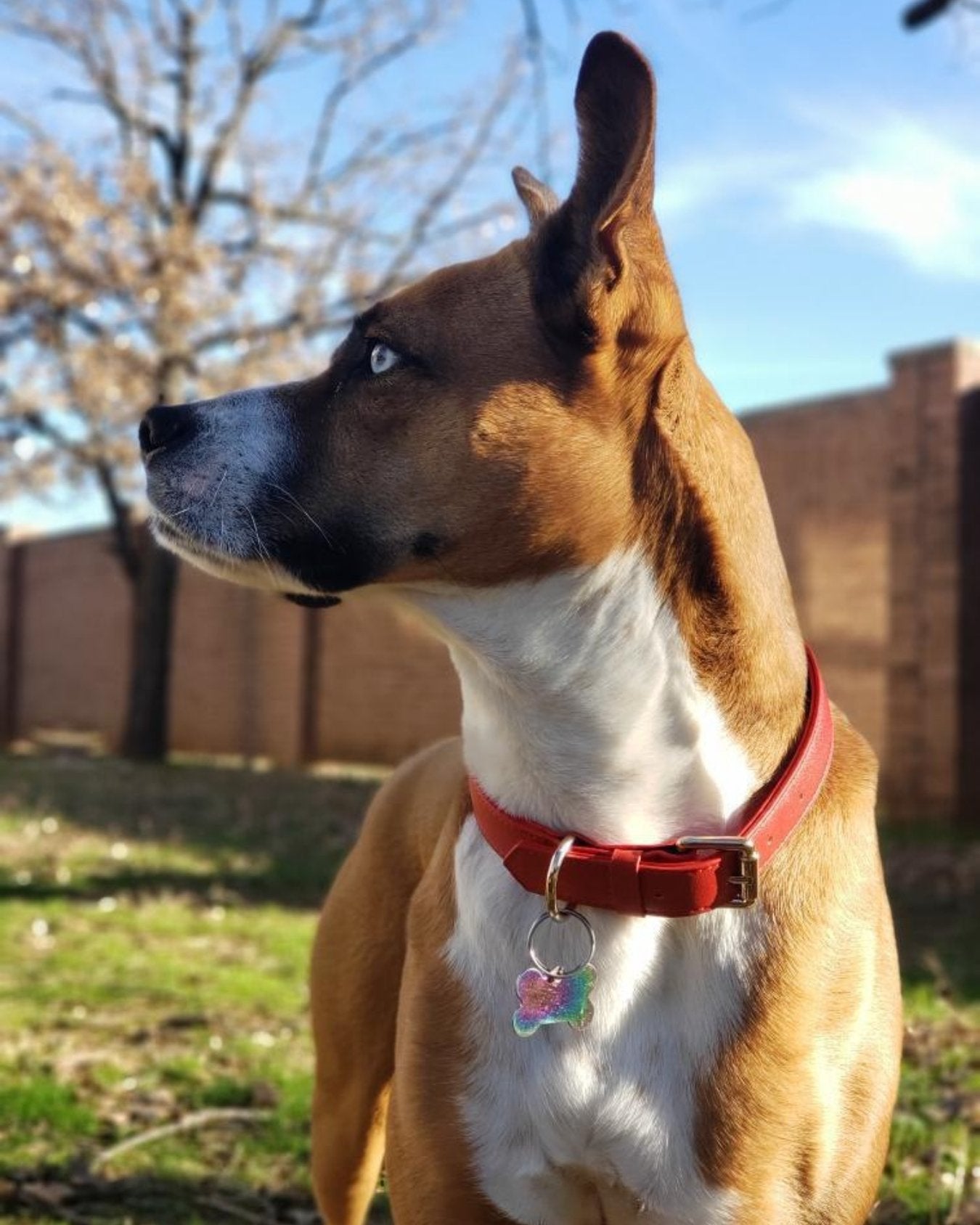 Flame Red Dog Collar – Soft Vegan Leather | Bobo & Nana