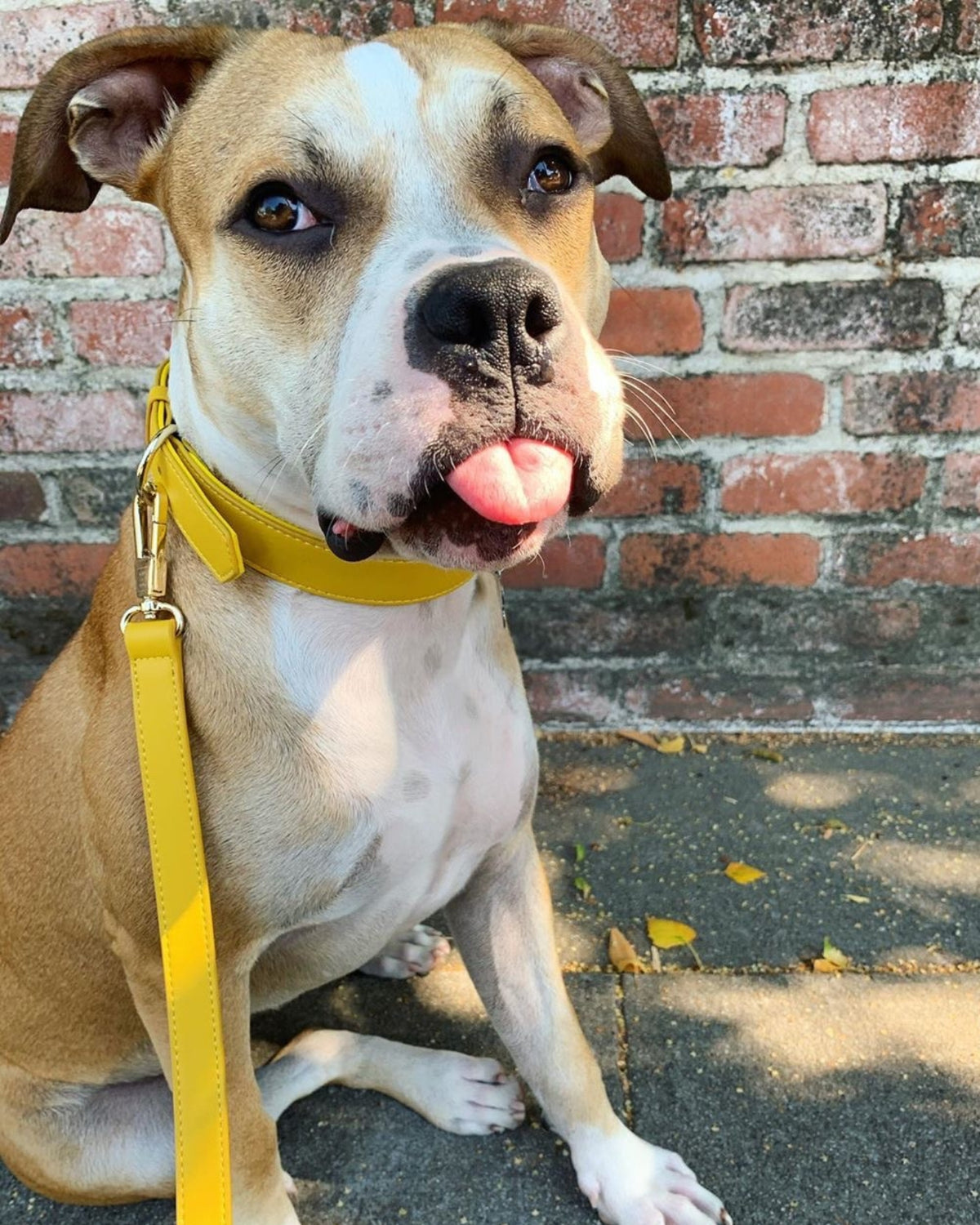 Collar & Leash Set – Bumblebee Yellow