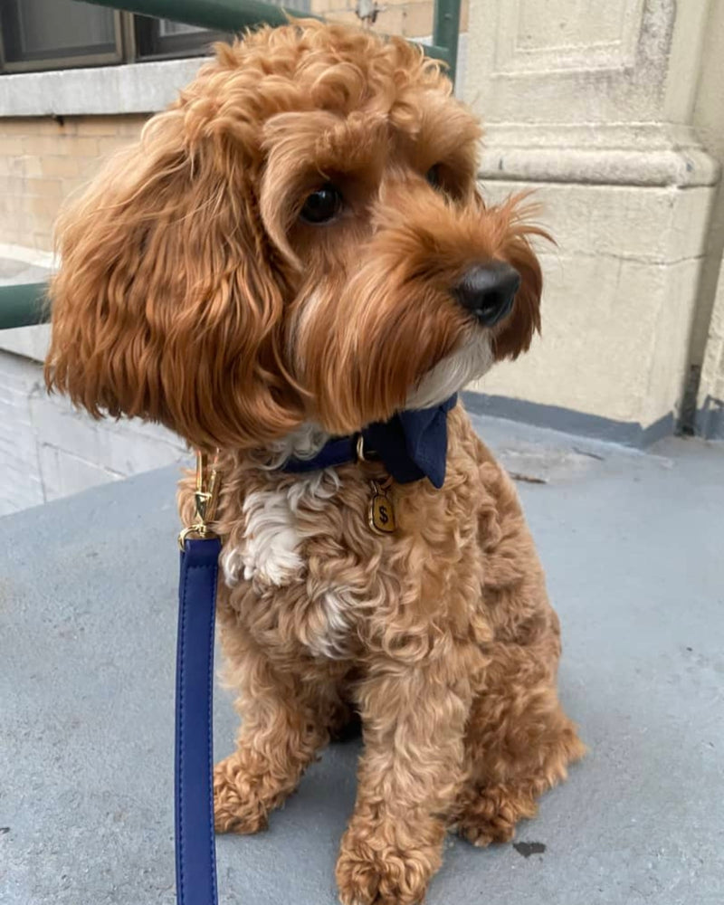 Apricot cockapoo in a navy bow tie and midnight blue leash sitting on a sidewalk