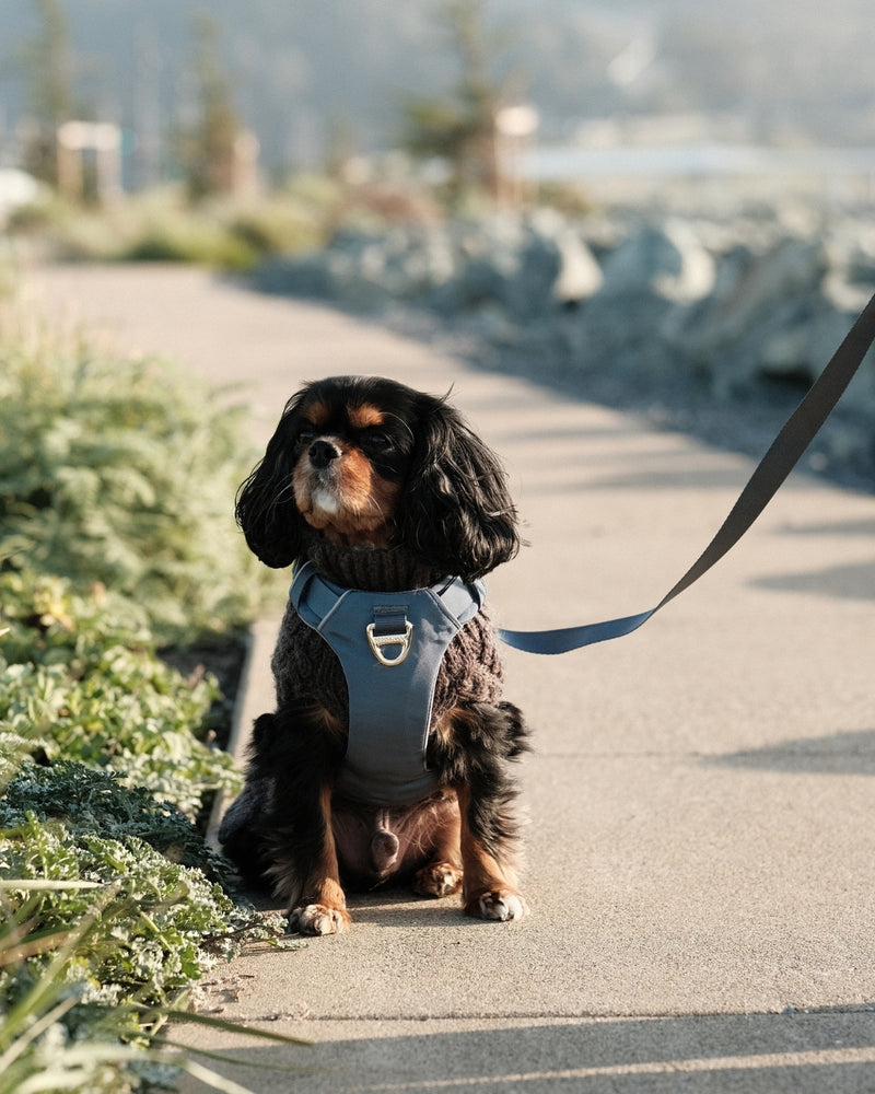 Black and tan Cavalier King Charles Spaniel in a stone blue harness and leash outdoors