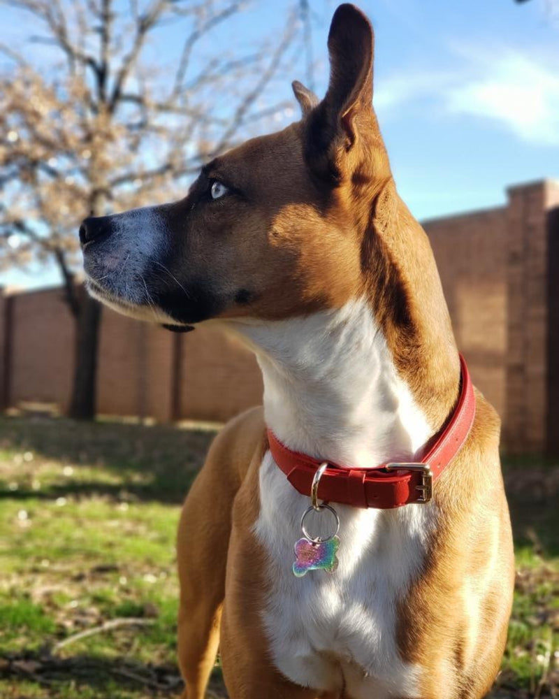 Brown and white dog wearing a Flame Red collar outdoors on grass