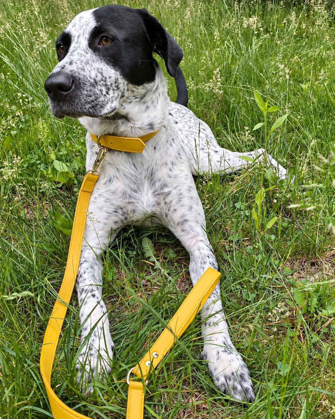 Collar & Leash Set – Bumblebee Yellow