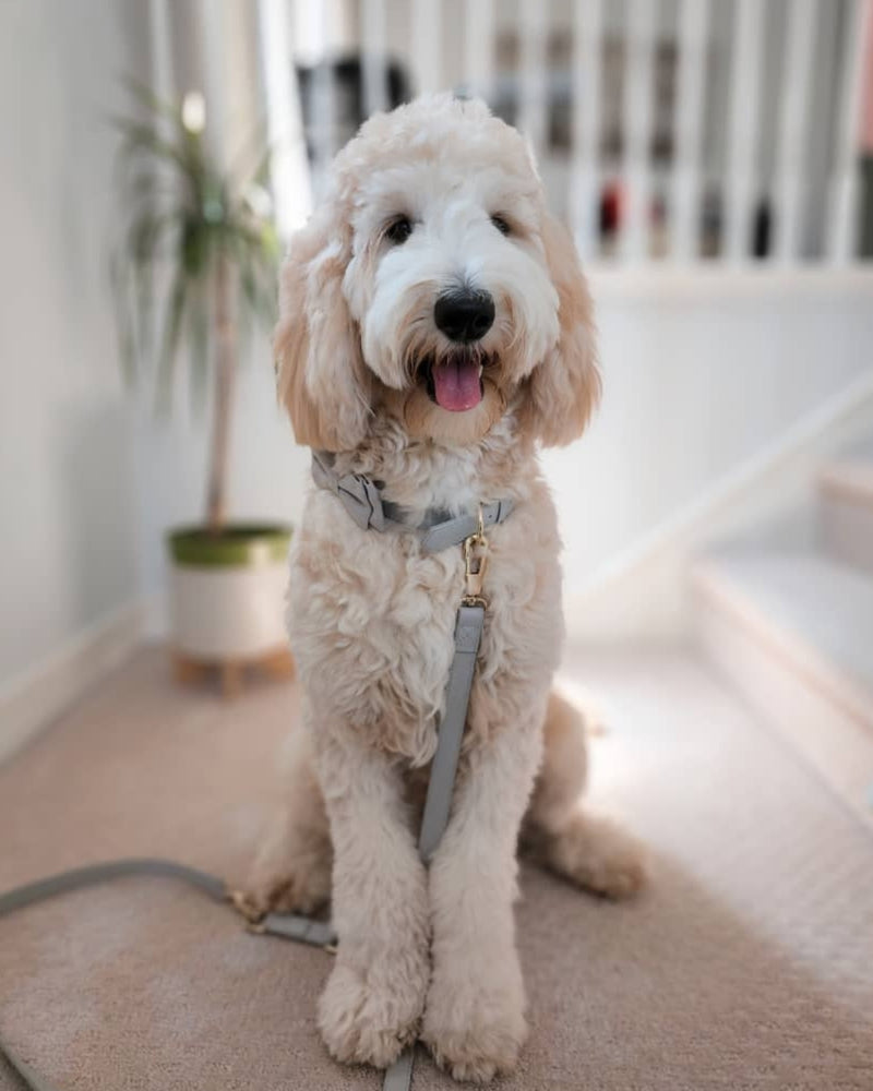 Cream labradoodle wearing a grey harness and leash indoors