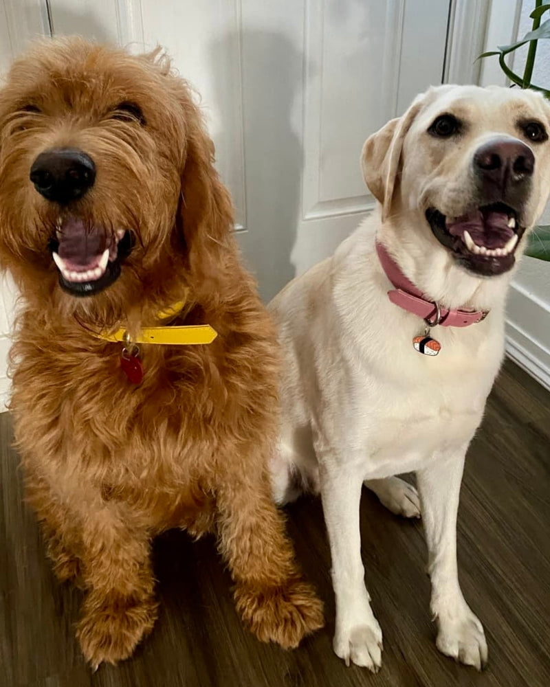 Goldendoodle and yellow Labrador sitting together in BOBO & NANA collars