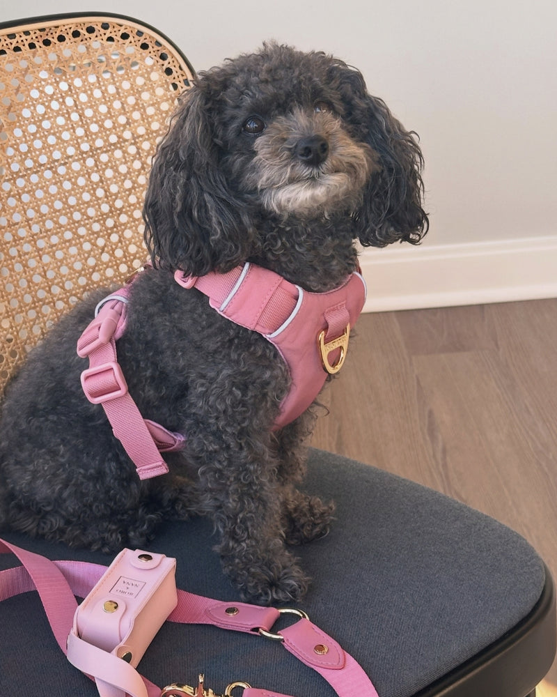 Grey toy poodle in a Baby Pink harness sitting on a chair
