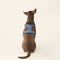 Harness- Stone Blue