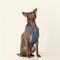 Harness- Stone Blue
