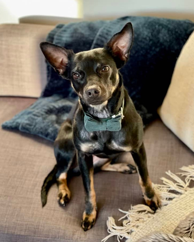 Black and tan dog wearing a forest green bow tie on a couch