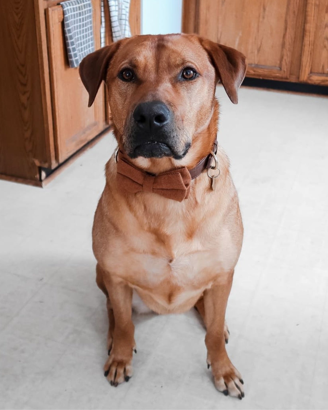 Reddish-brown dog in a brown bow tie sitting indoors