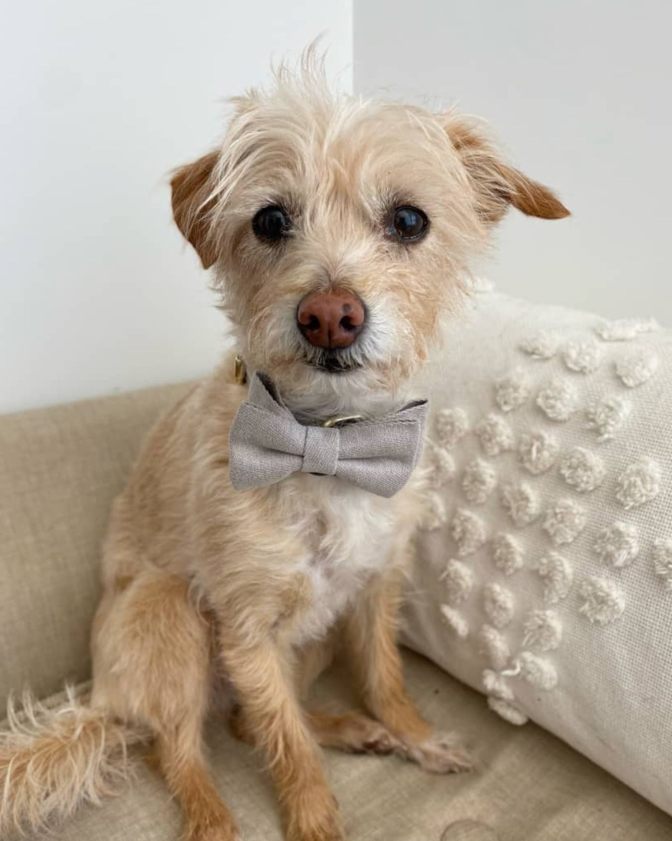 Scruffy tan terrier in a grey bow tie on a cushion